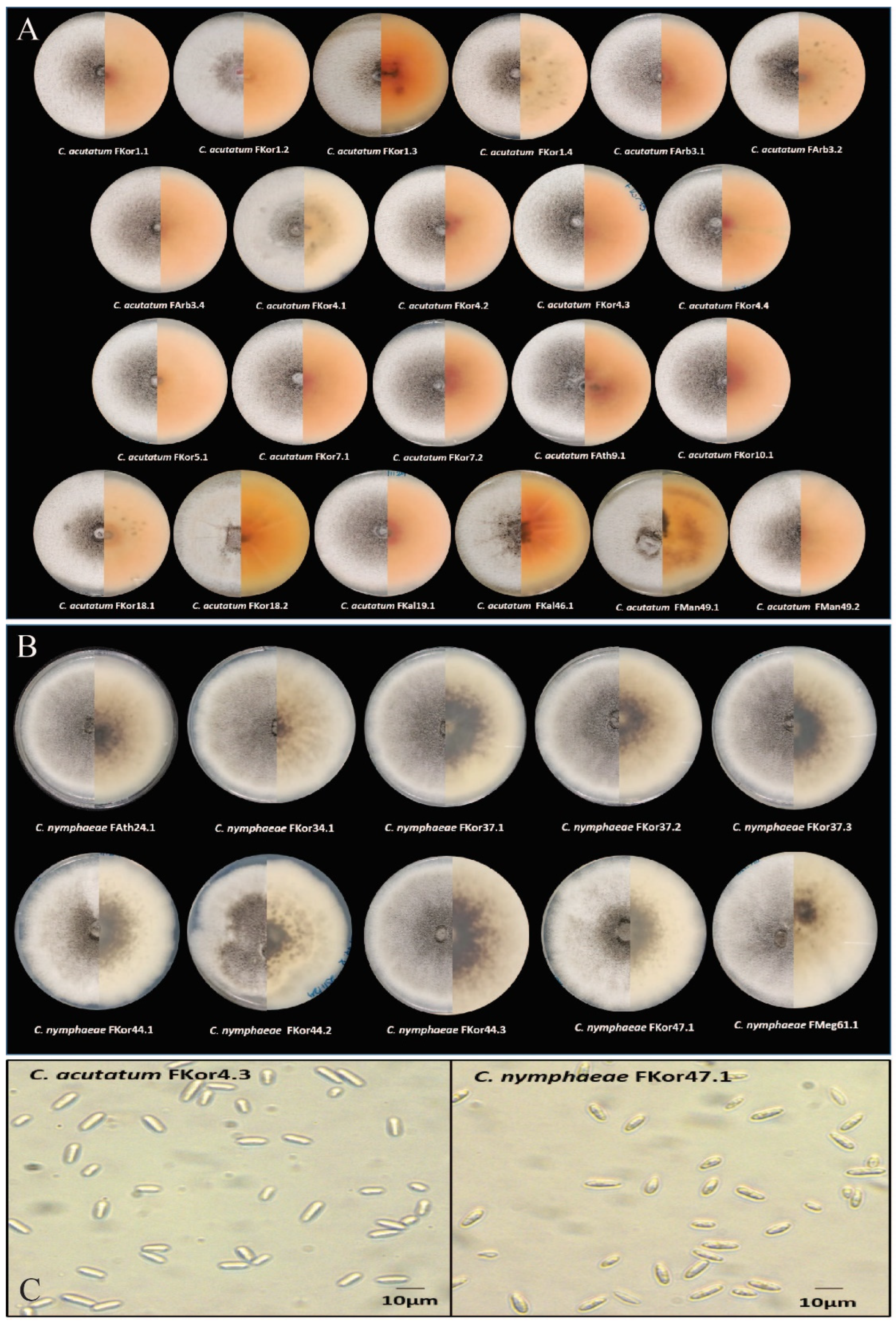Horticulturae 10 00847 g002