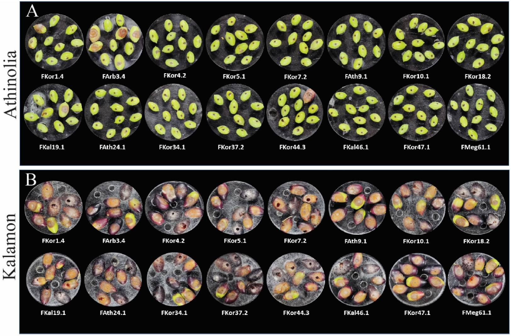 Horticulturae 10 00847 g004a
