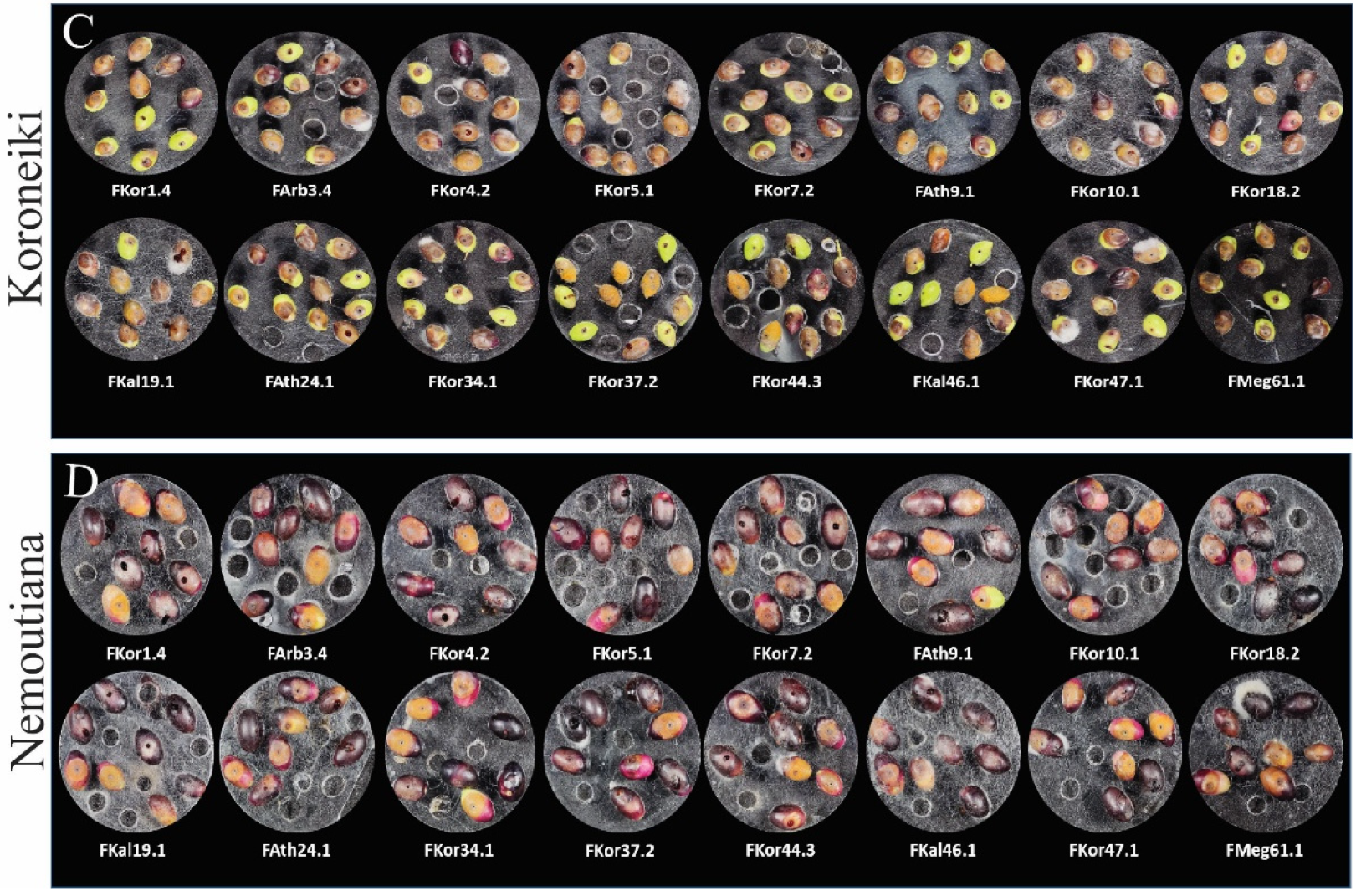 Horticulturae 10 00847 g004b