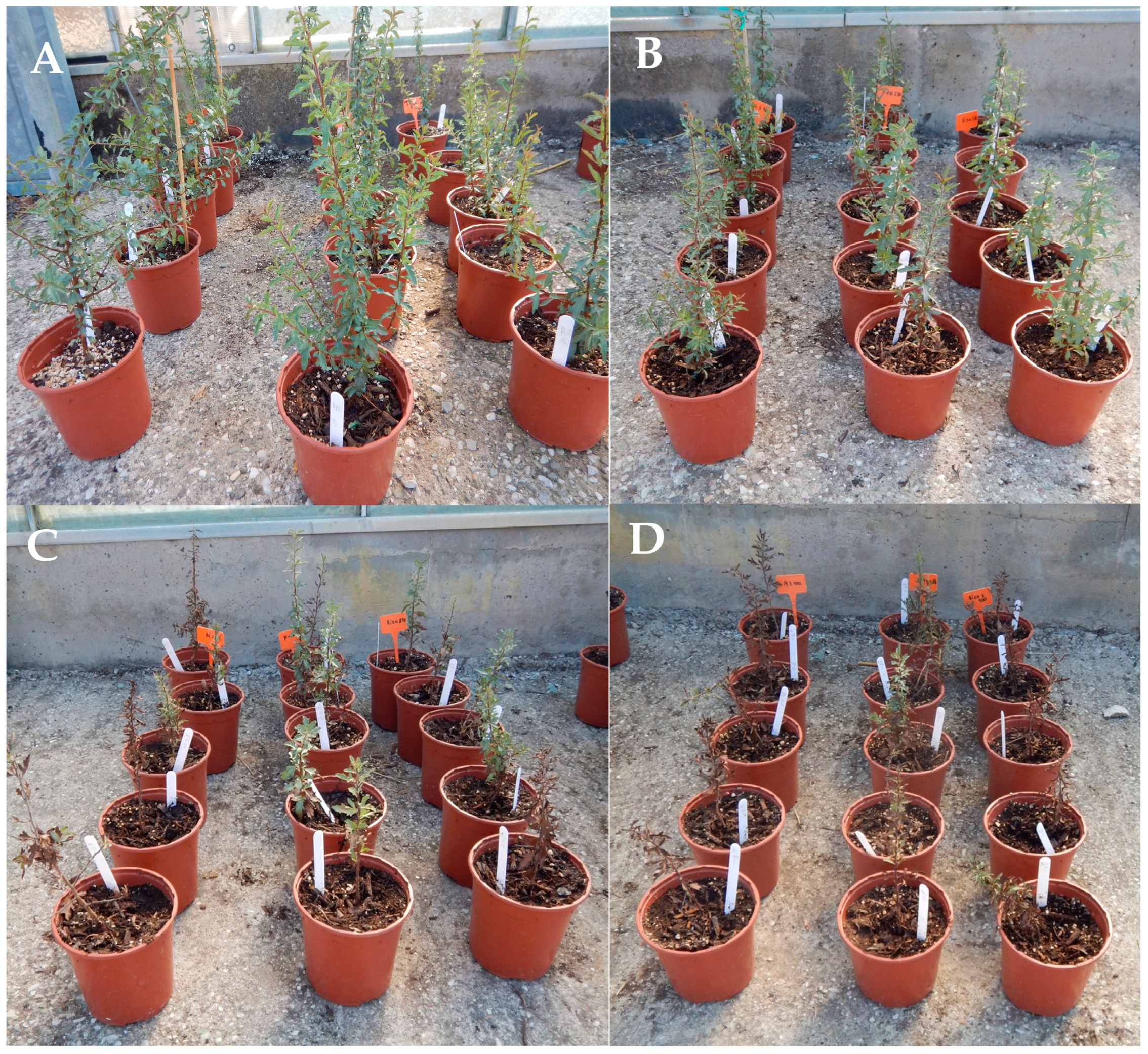 Horticulturae 10 00849 g001