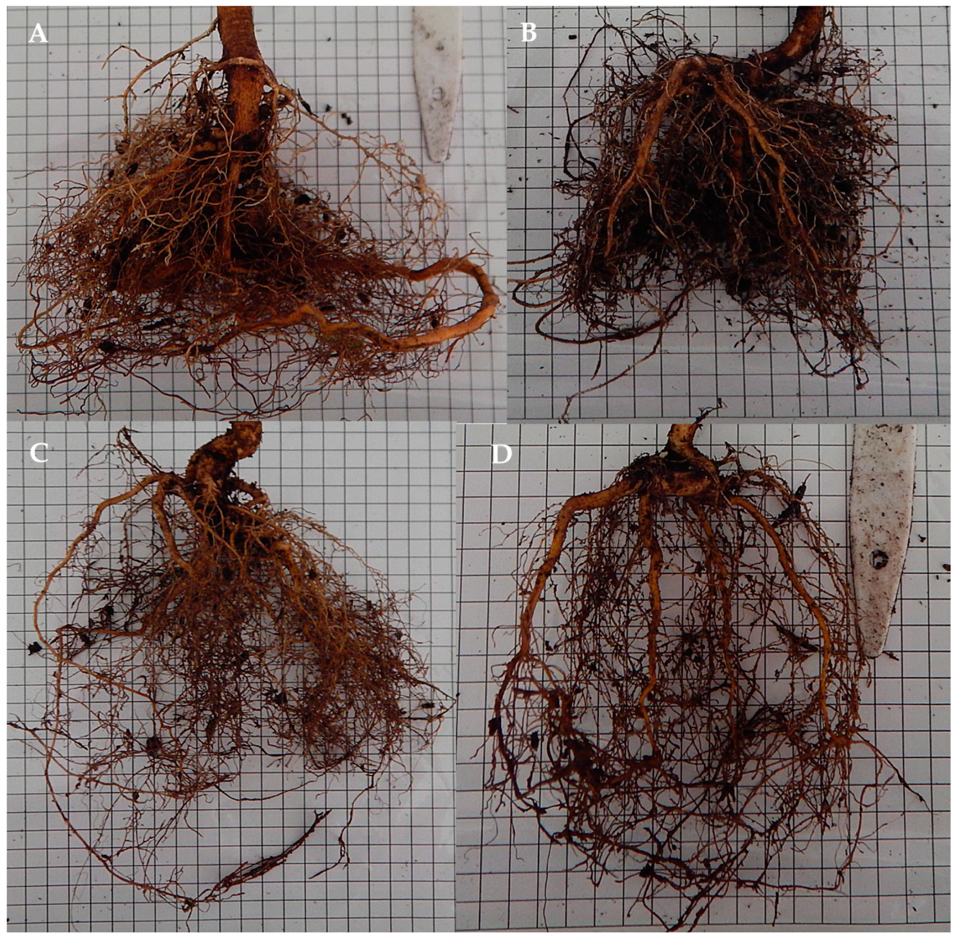 Horticulturae 10 00849 g004