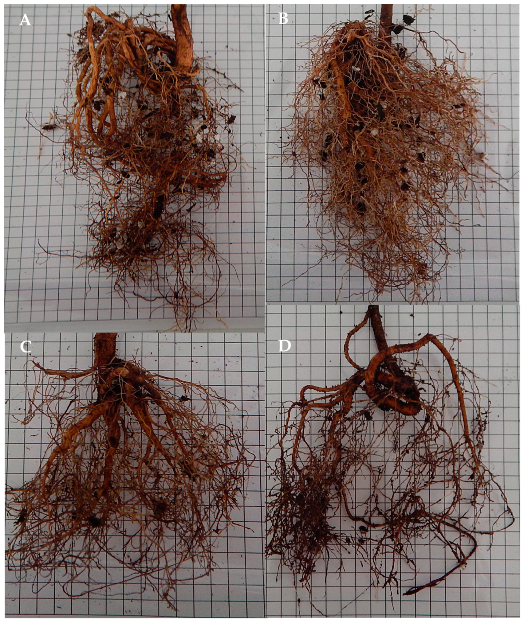 Horticulturae 10 00849 g005