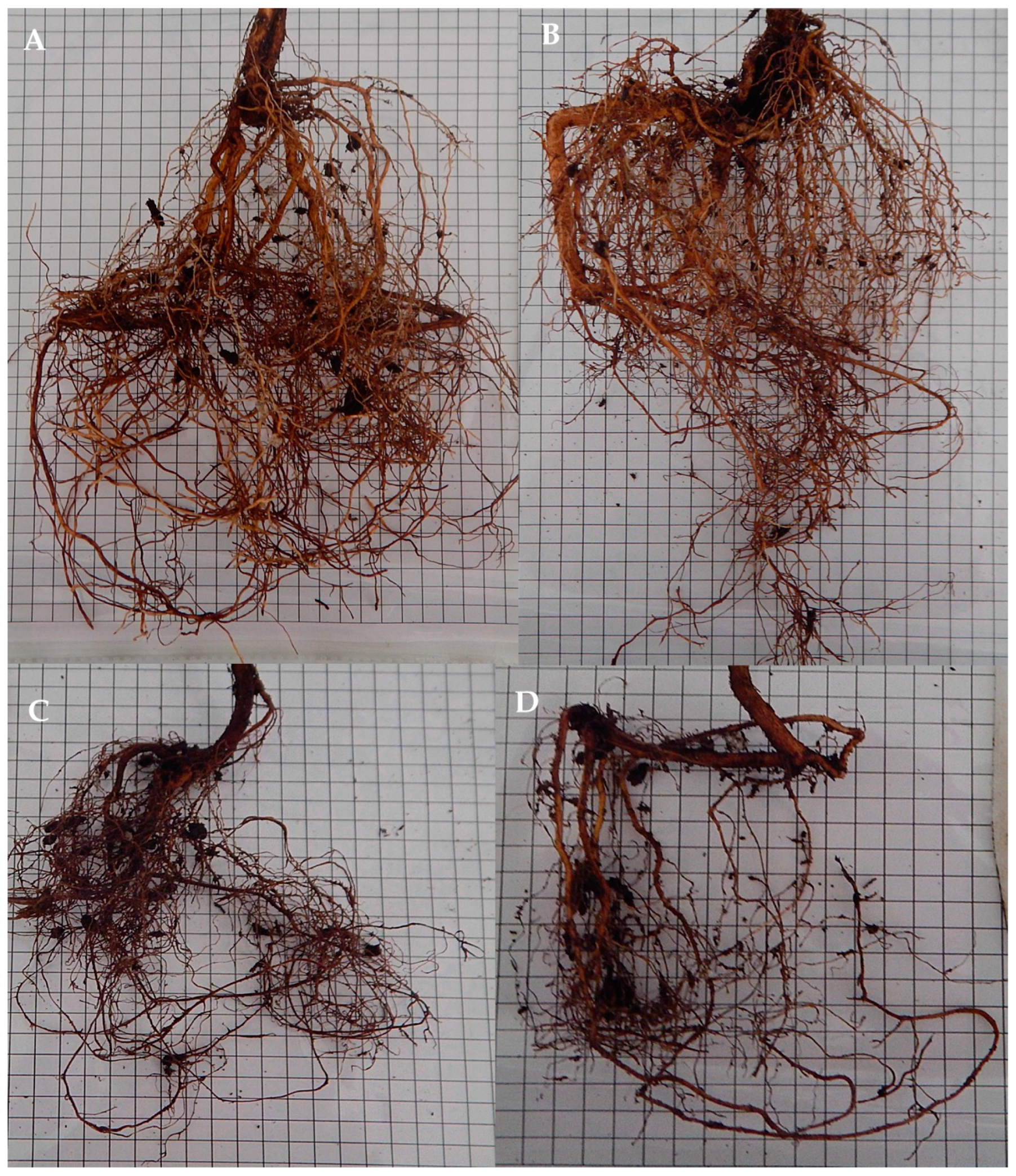 Horticulturae 10 00849 g006