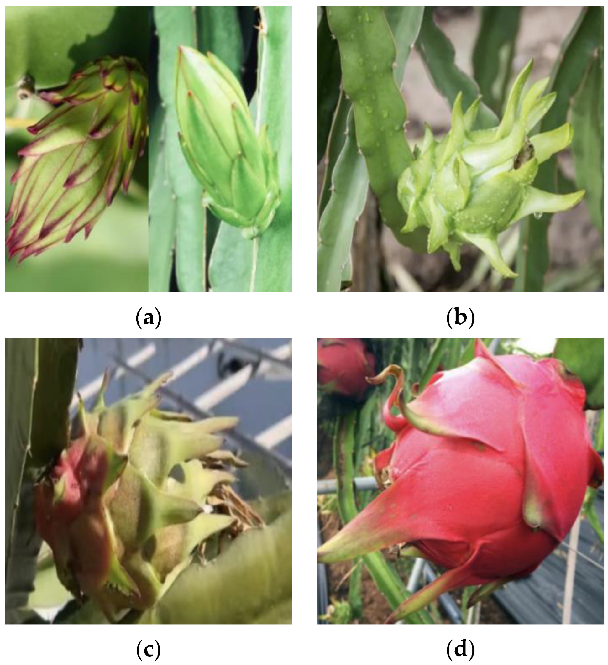 Horticulturae 10 00852 g001