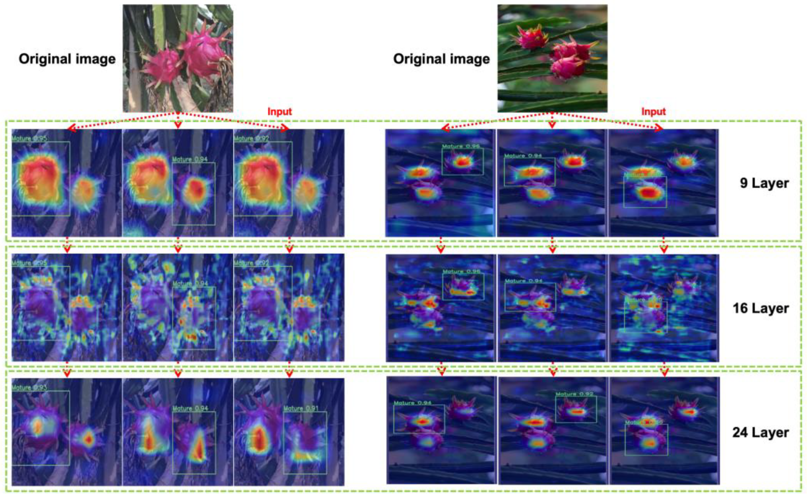 Horticulturae 10 00852 g011