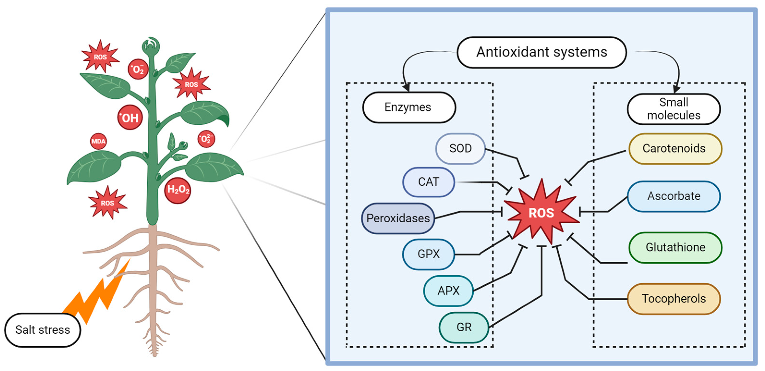 Horticulturae 10 00878 g003