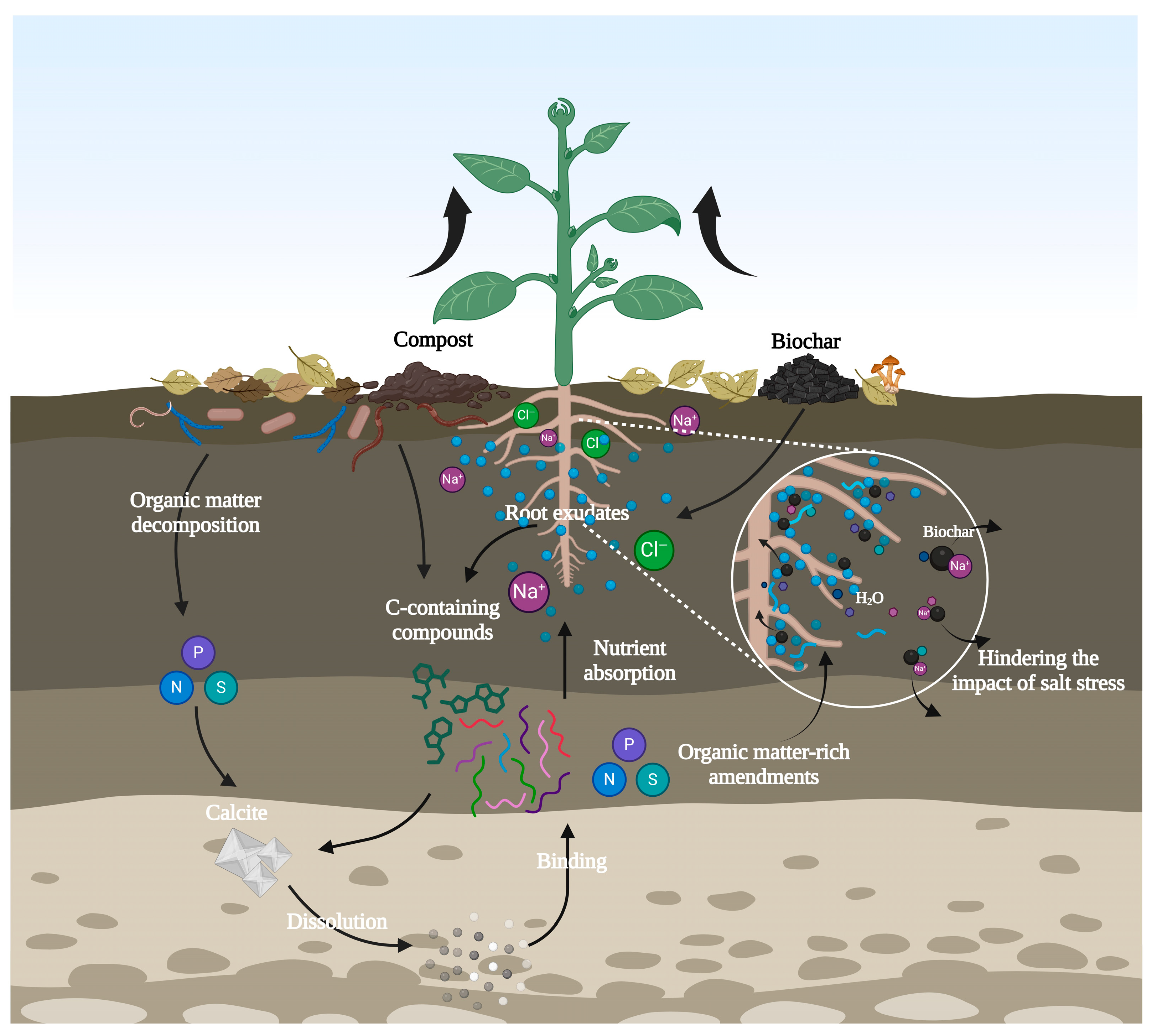 Horticulturae 10 00878 g008