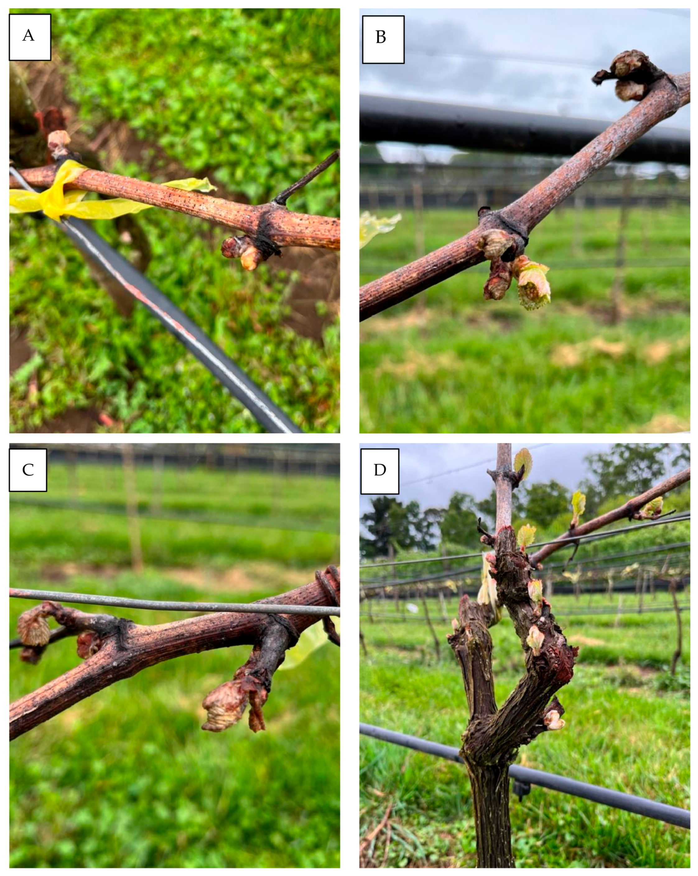 Horticulturae 10 00880 g002a