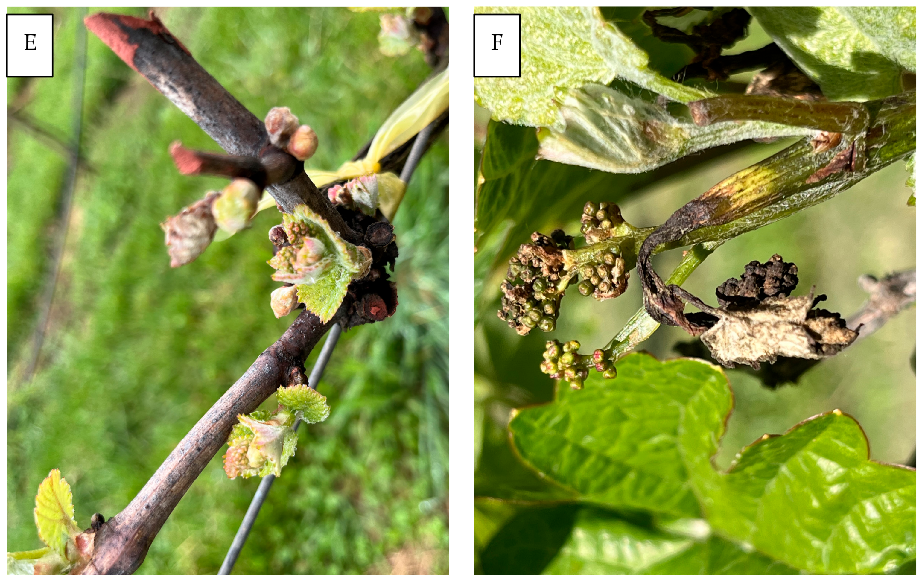 Horticulturae 10 00880 g002b