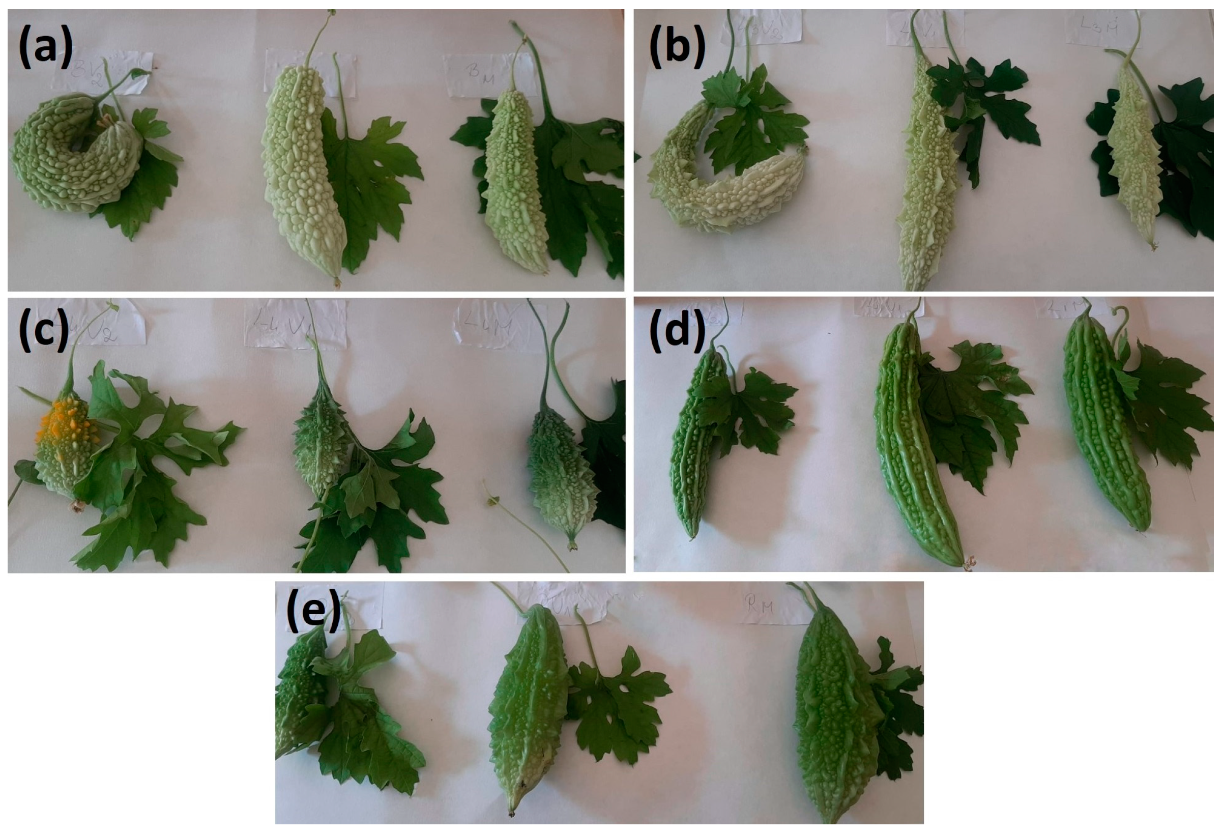 Horticulturae 10 00893 g001 Horticulturae 10 00893 g001