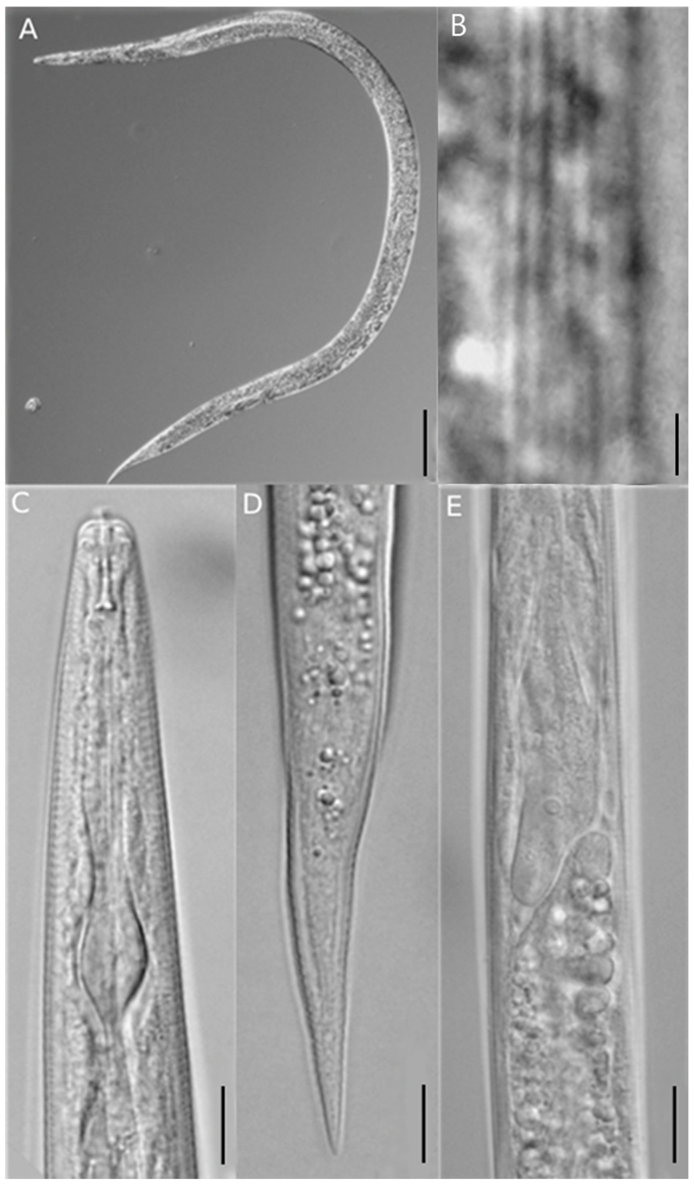 Horticulturae 10 00902 g002