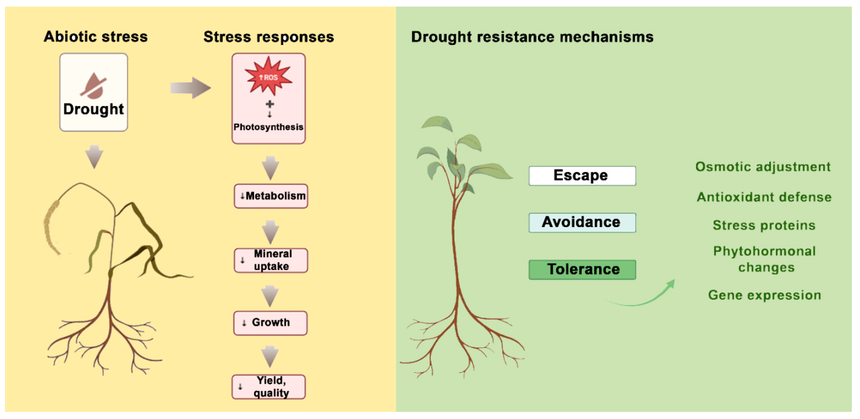 Horticulturae 10 00903 g001