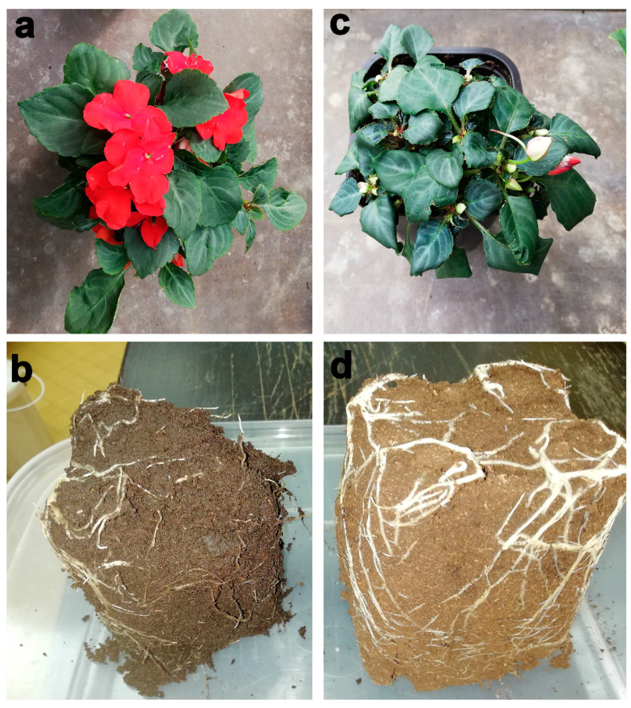 Horticulturae 10 00903 g003