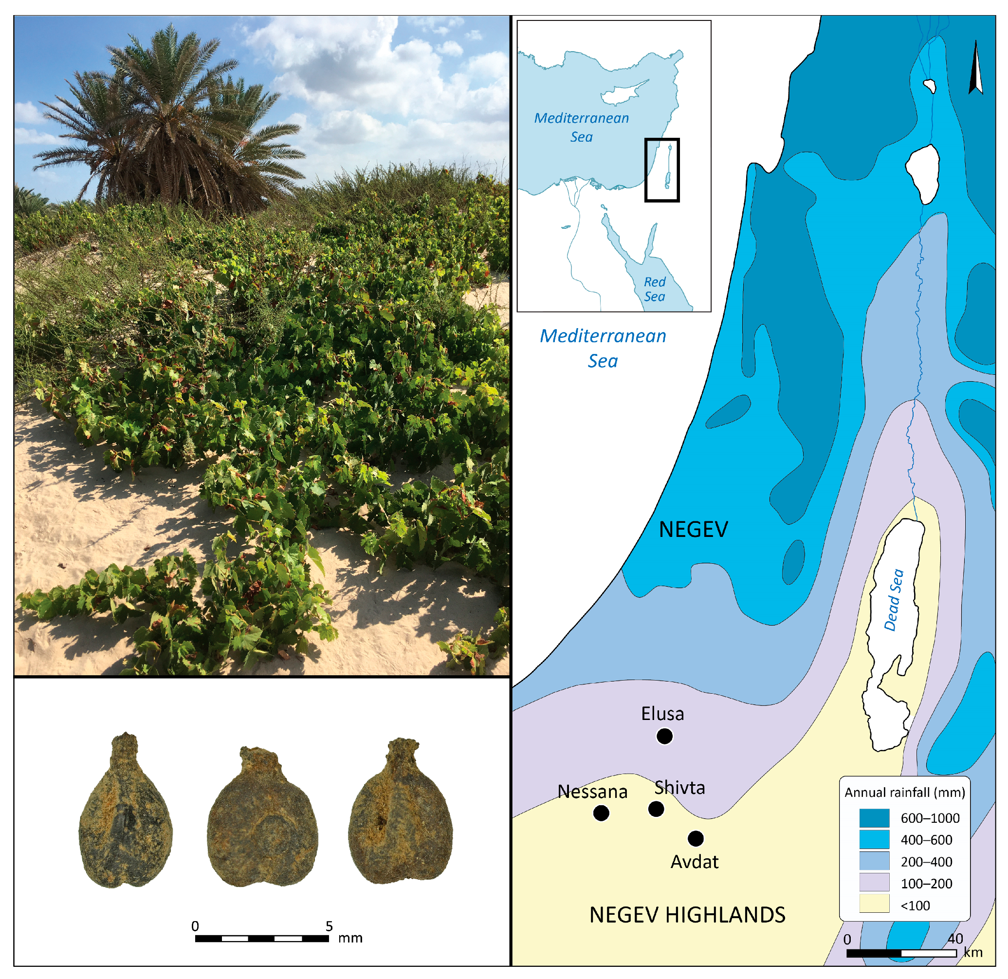 Horticulturae 10 00917 g001