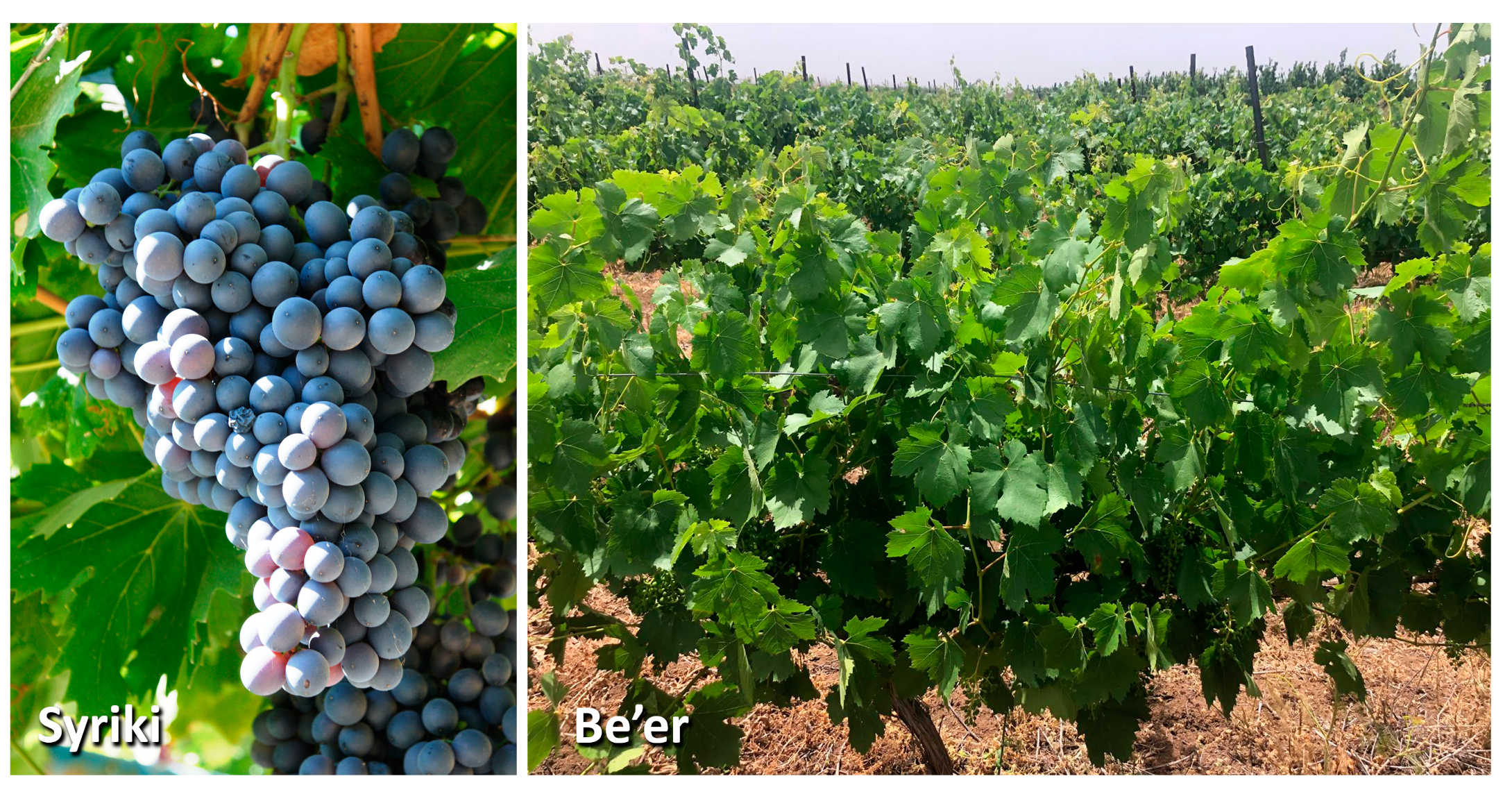 Horticulturae 10 00917 g006