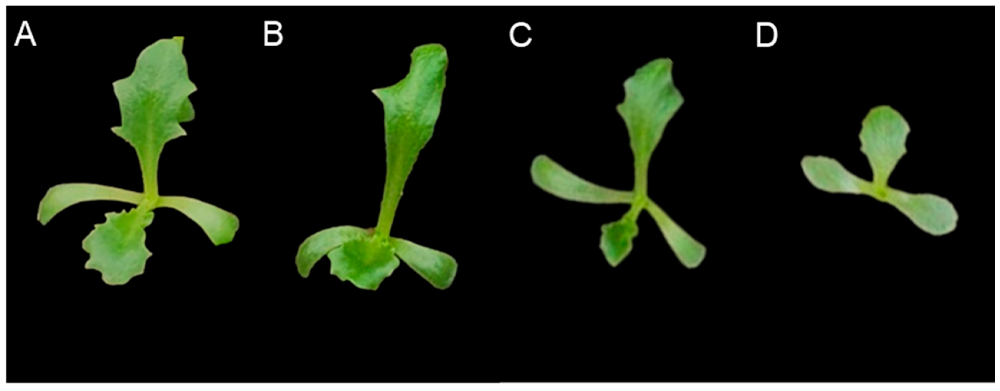 Horticulturae 10 00919 g007