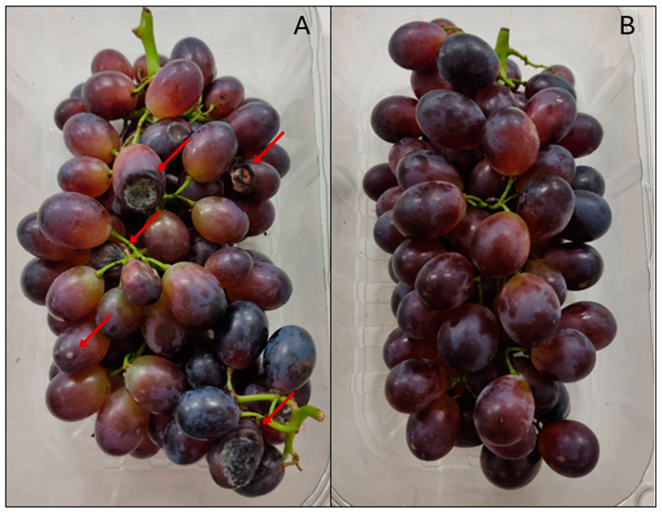 Horticulturae 10 00924 g002 Horticulturae 10 00924 g002