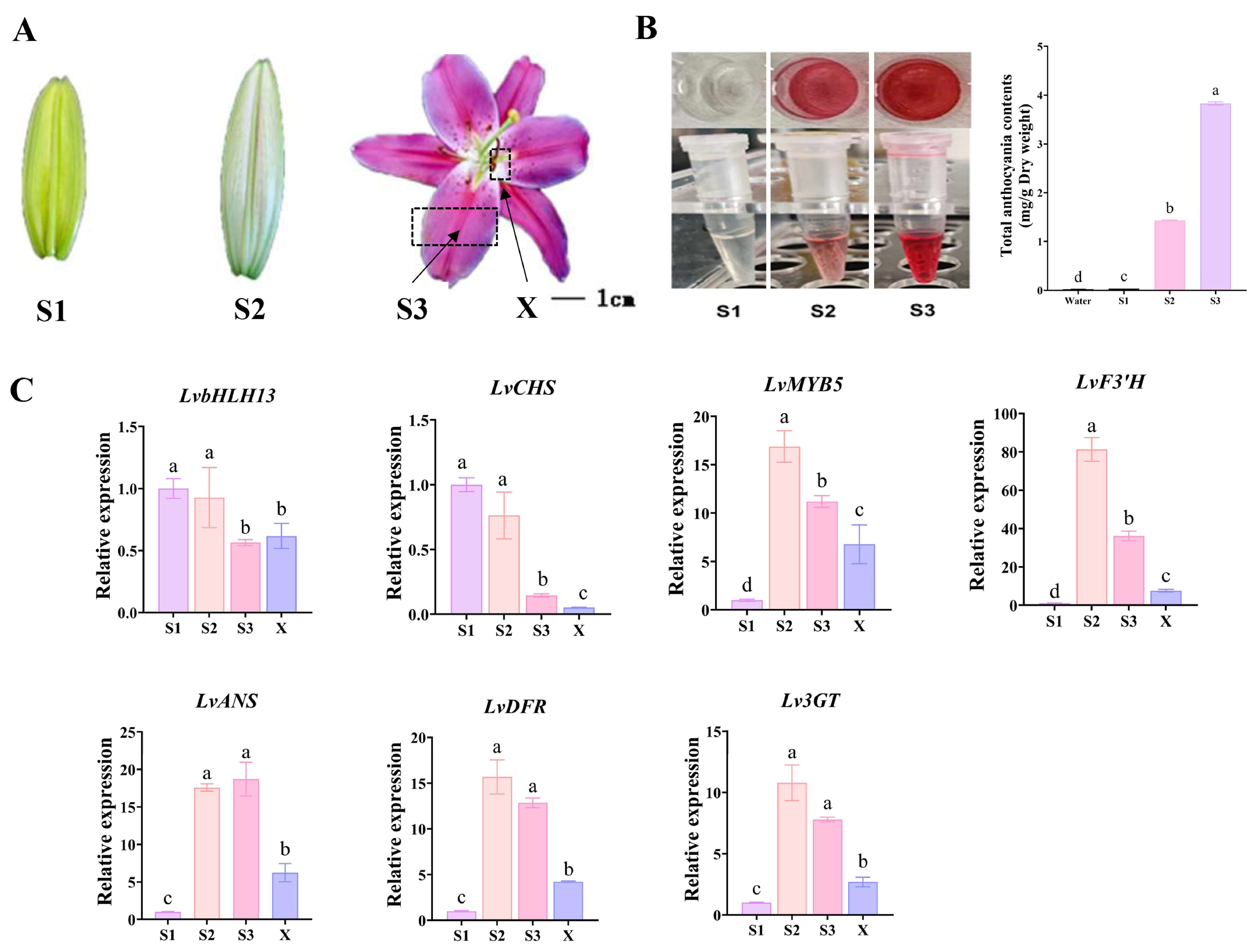 DREAM DOLPHIN 光合成 photosynthesis SAGA1 and MITH1 produce matrix-traversing membranes in the