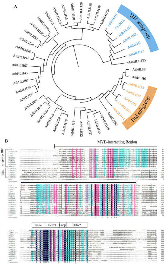 DREAM DOLPHIN 光合成 photosynthesis SAGA1 and MITH1 produce matrix-traversing membranes in the