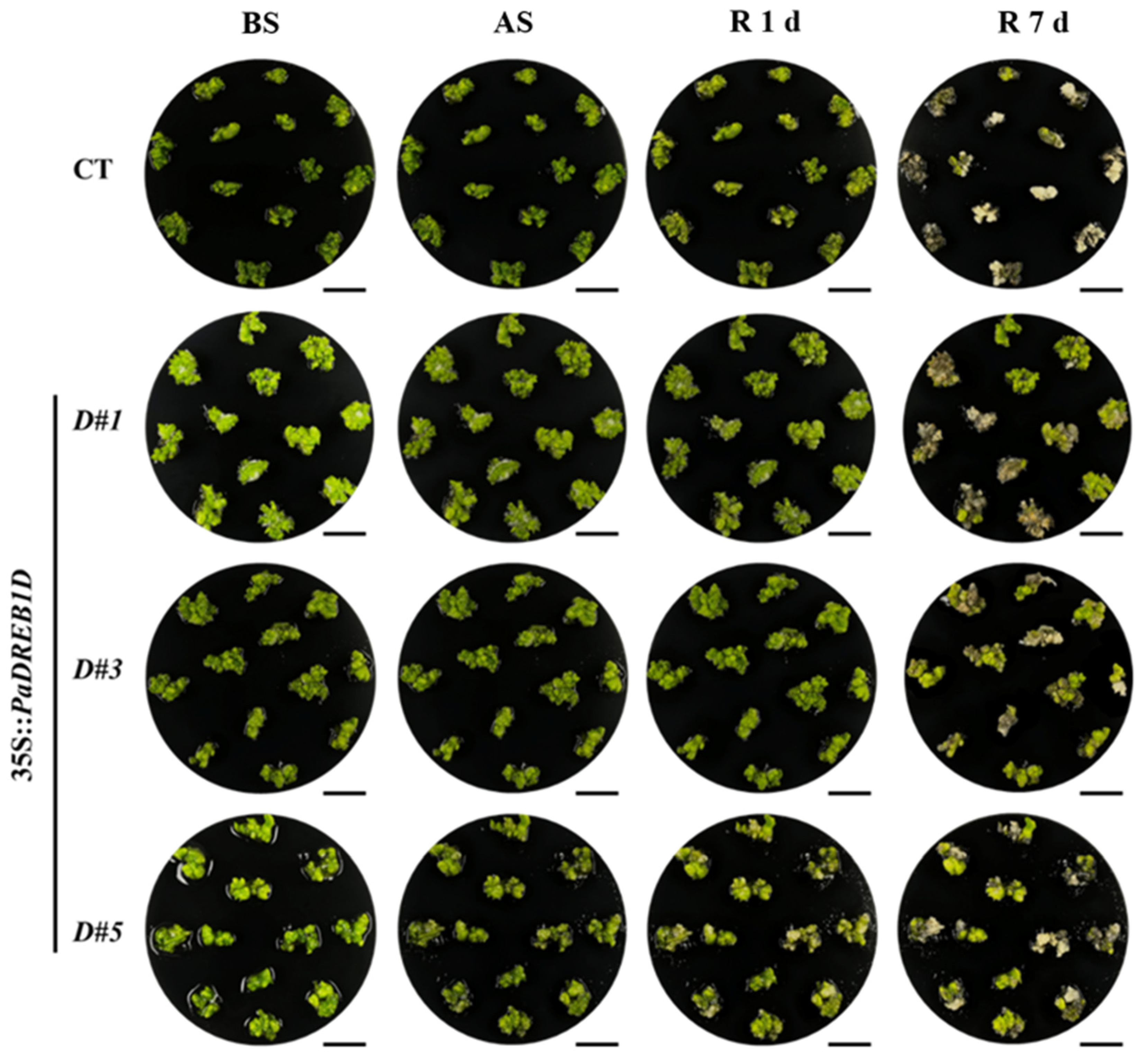 Horticulturae 10 00933 g005