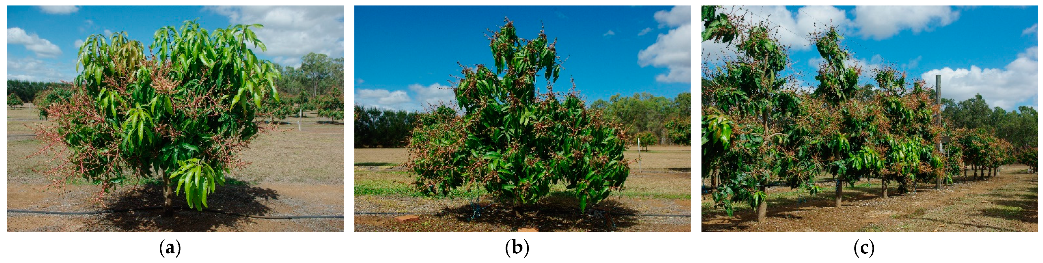 Horticulturae 10 00937 g002 Horticulturae 10 00937 g002