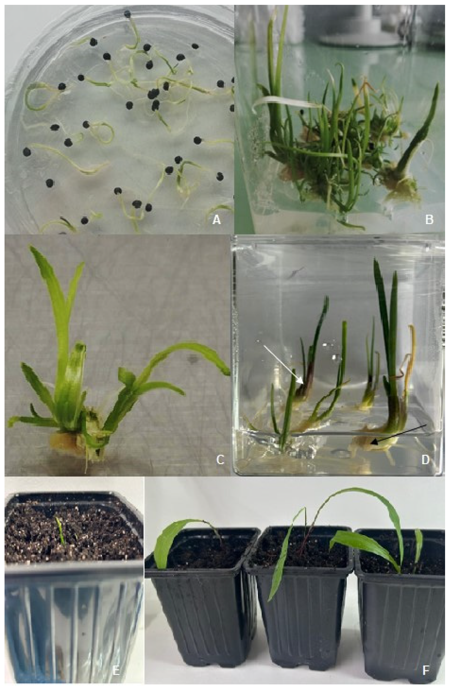 Horticulturae 10 00943 g003 Horticulturae 10 00943 g003