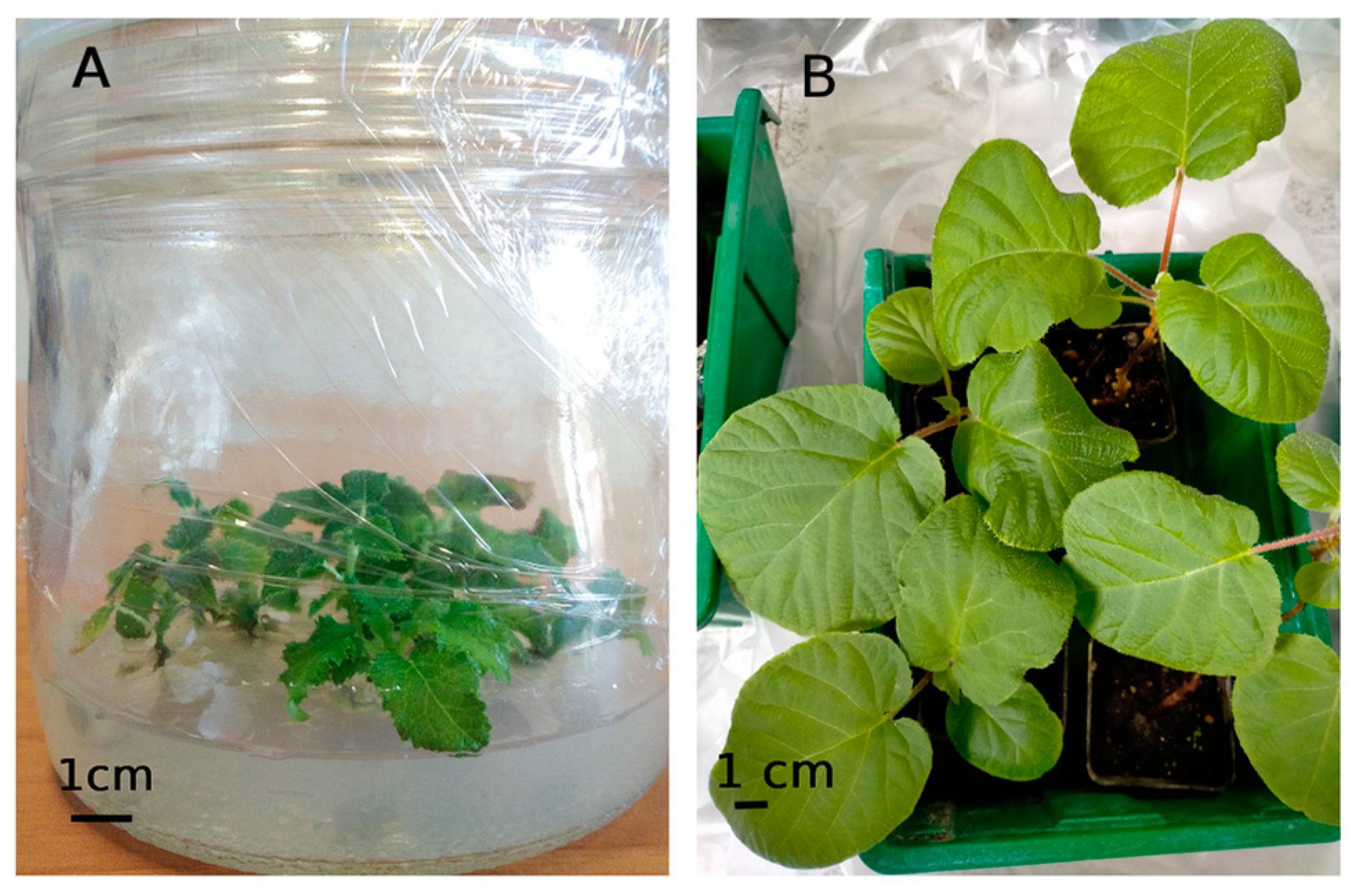 Horticulturae 10 00944 g001