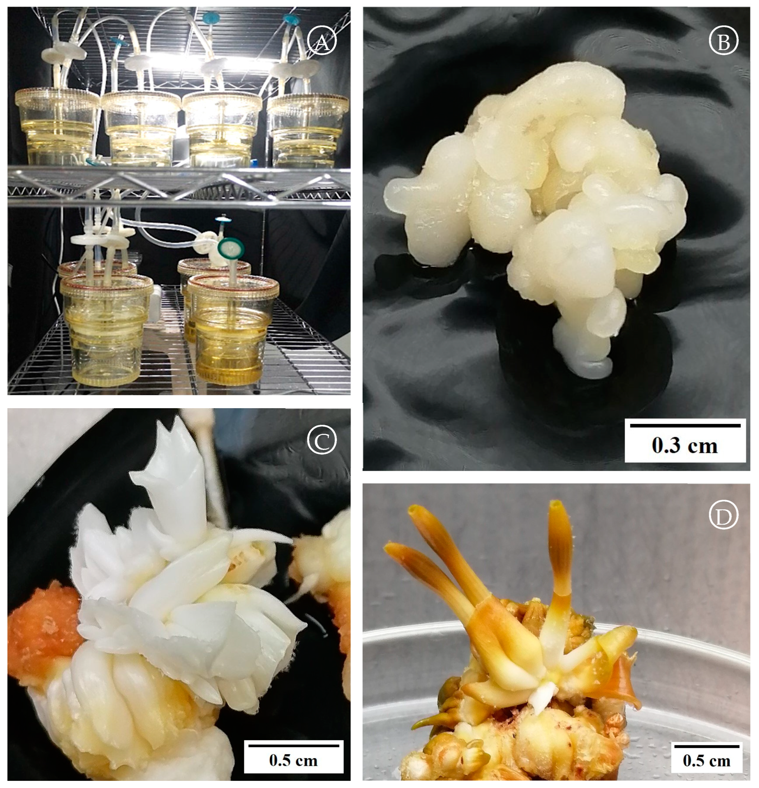 Horticulturae 10 00946 g001 Horticulturae 10 00946 g001