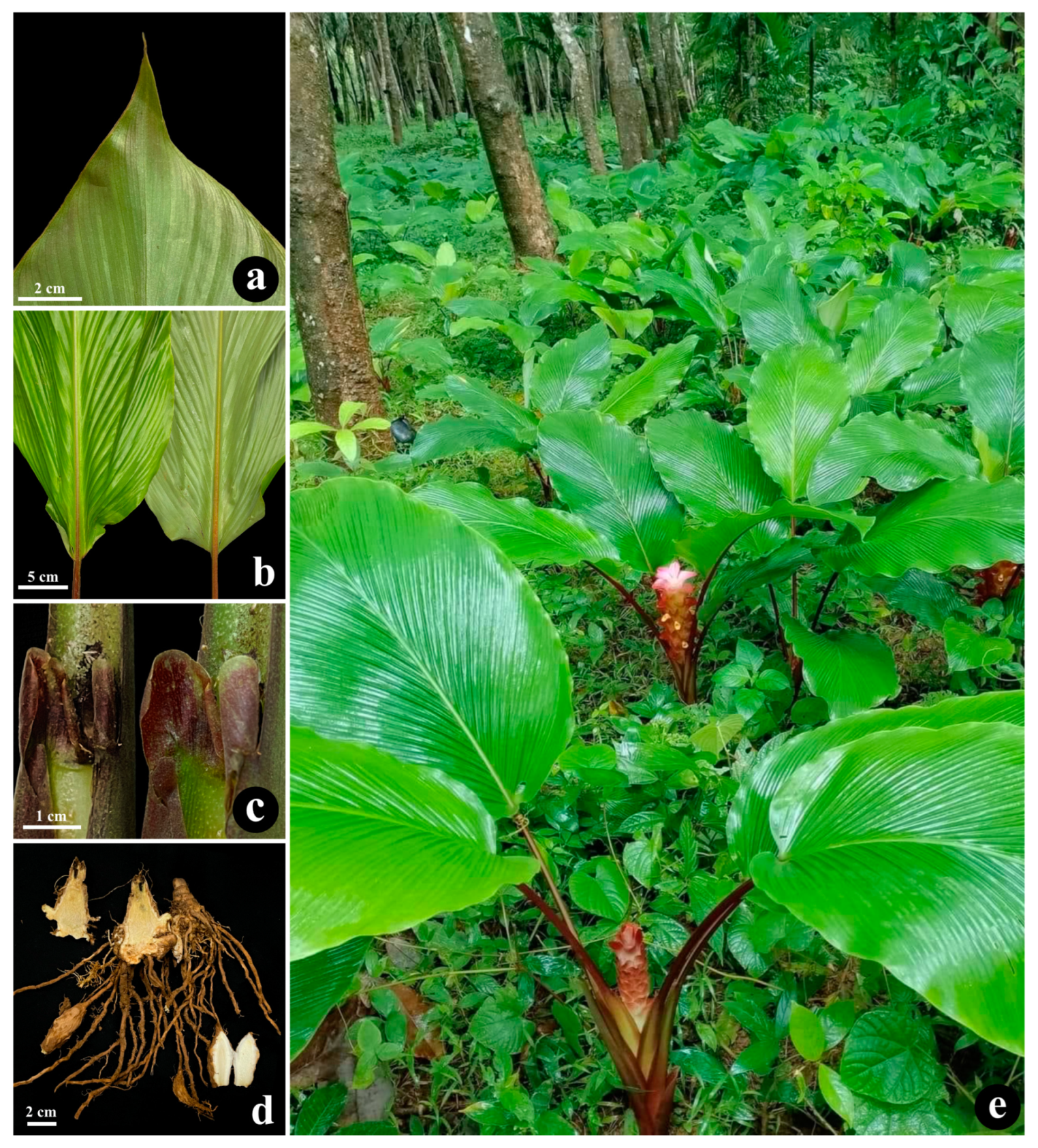 Horticulturae 10 00950 g003