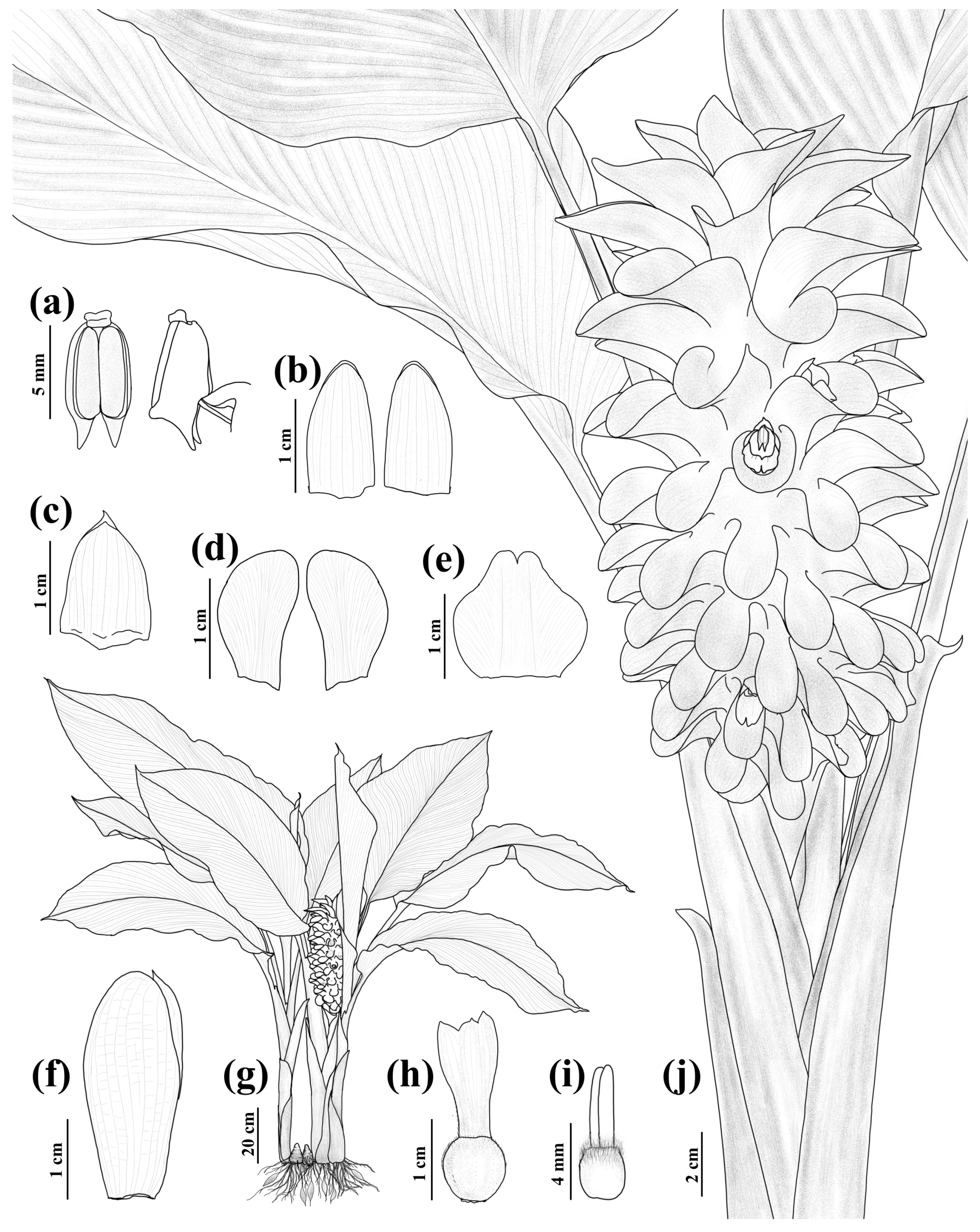 Horticulturae 10 00950 g004