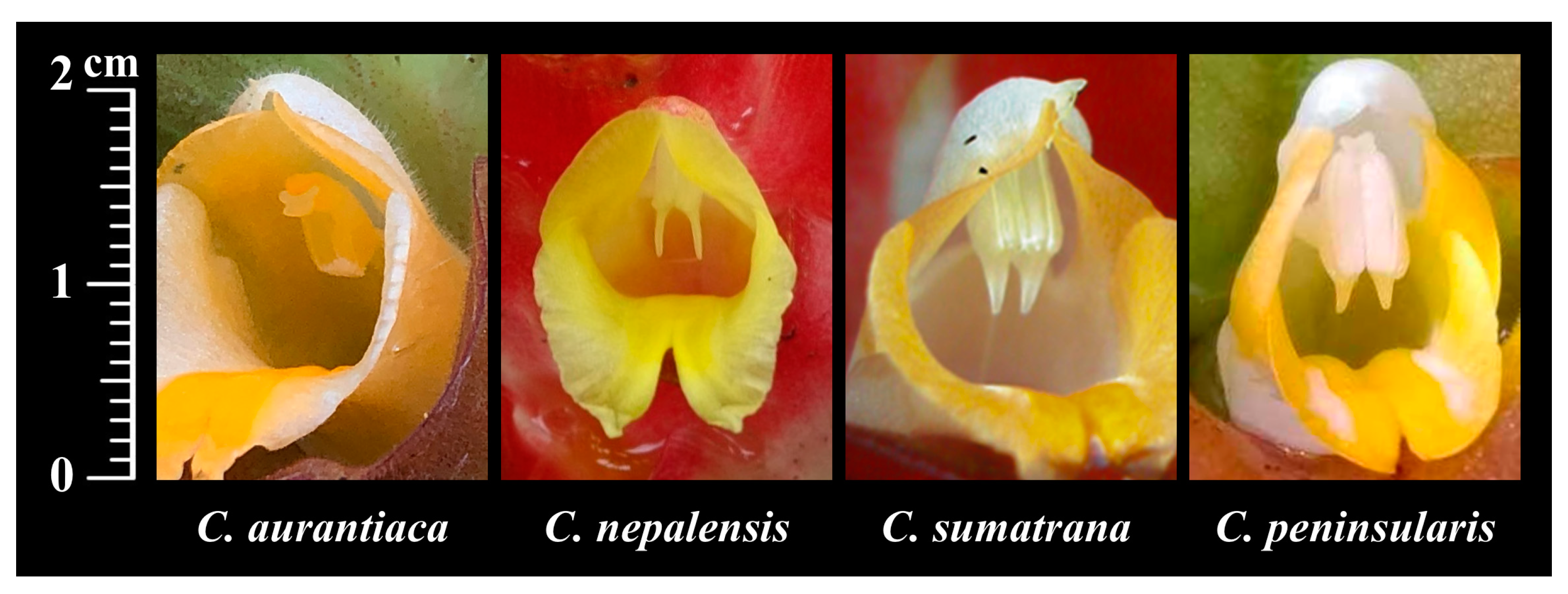 Horticulturae 10 00950 g005