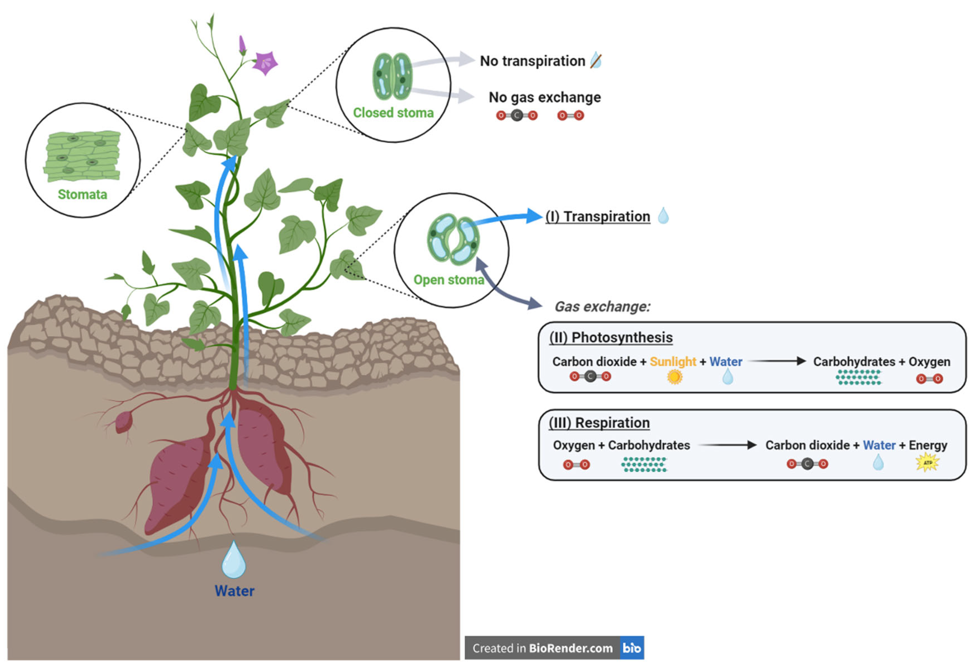 Horticulturae 10 00951 g001 Horticulturae 10 00951 g001