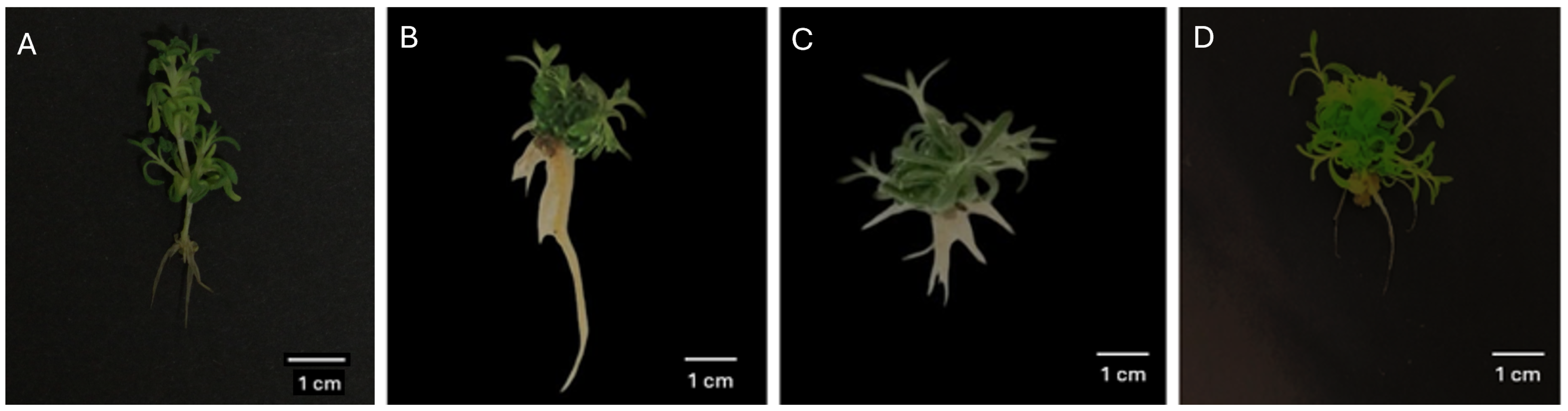 Horticulturae 10 00954 g003 Horticulturae 10 00954 g003