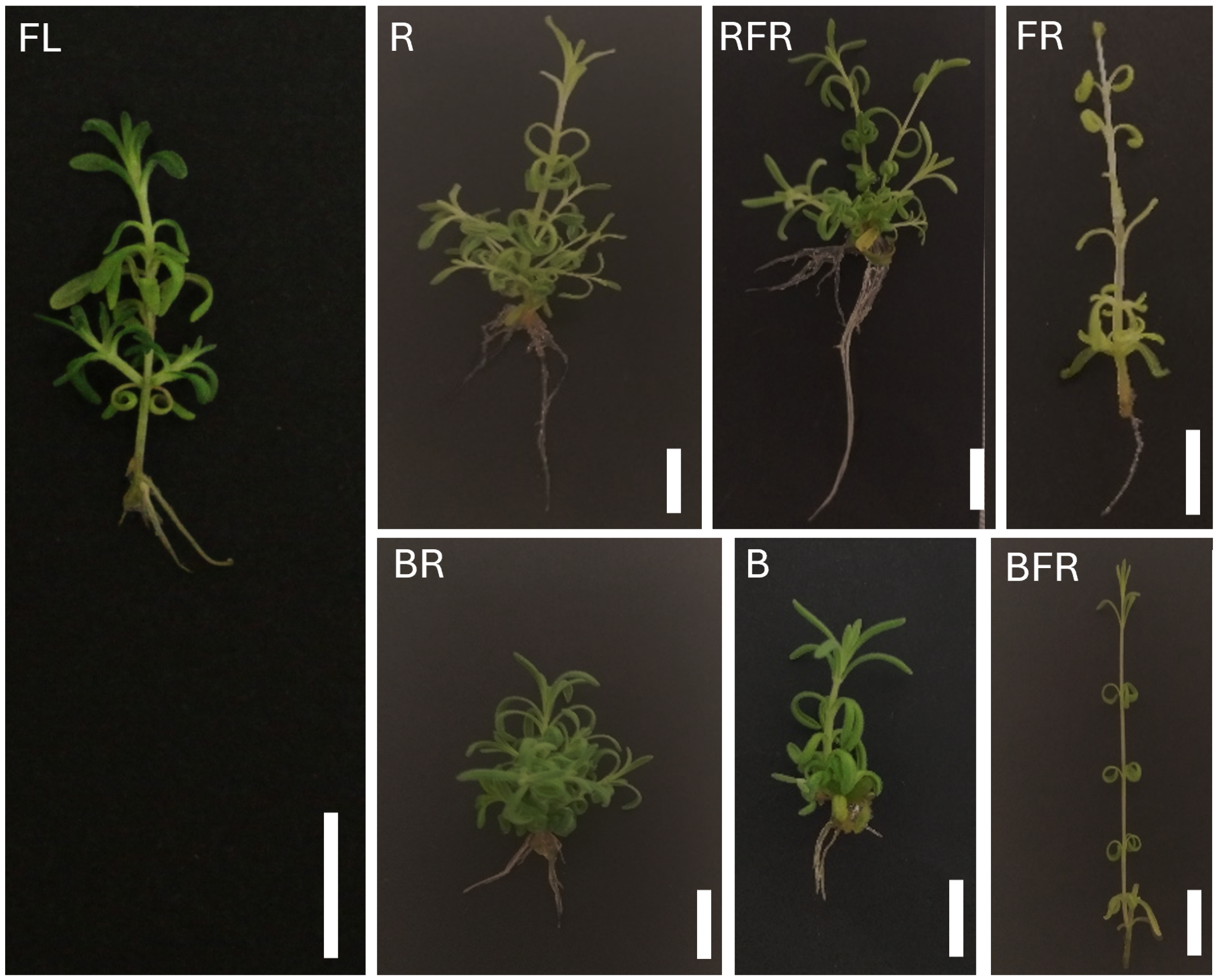Horticulturae 10 00954 g005 Horticulturae 10 00954 g005