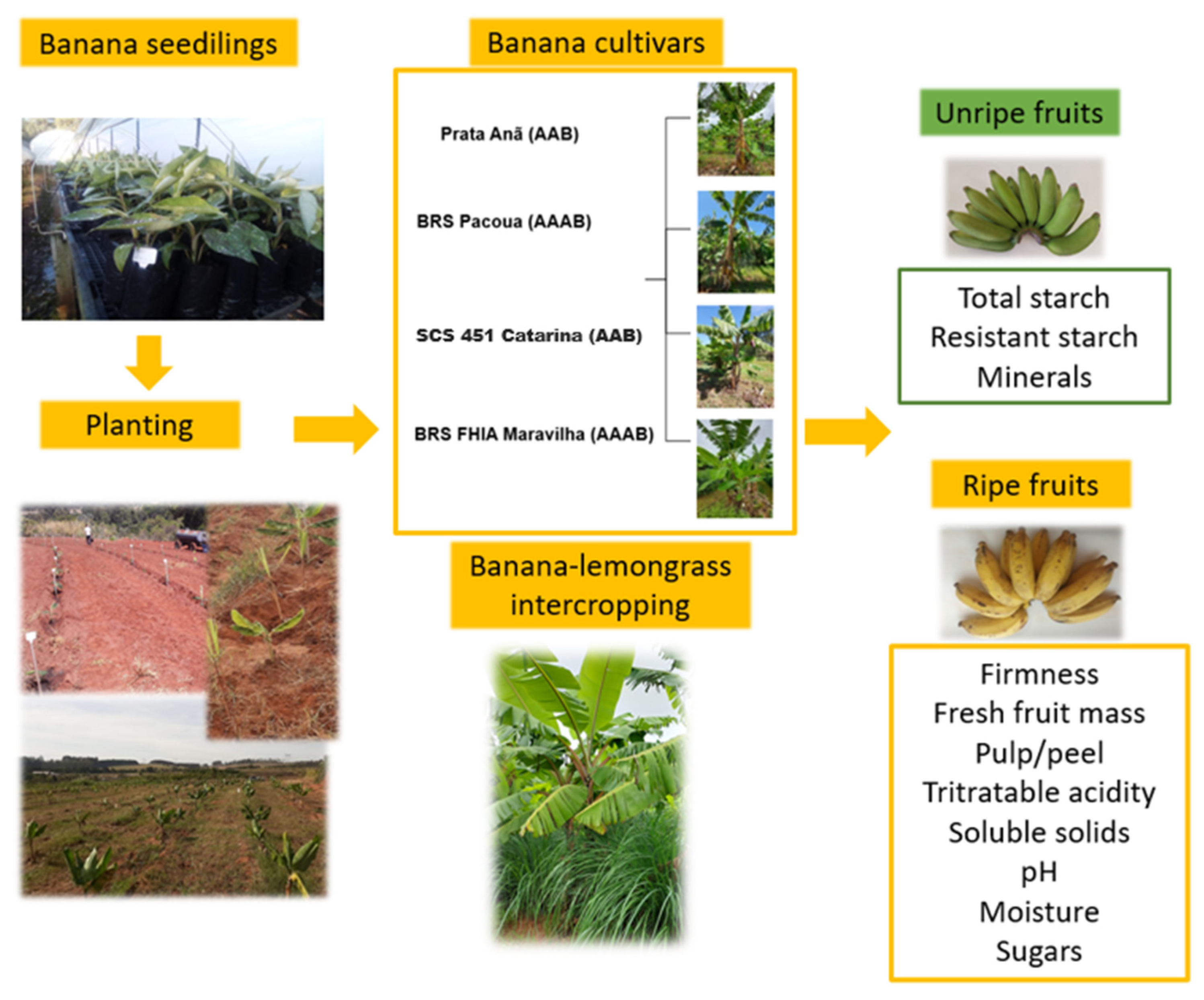 Horticulturae 10 00962 g002