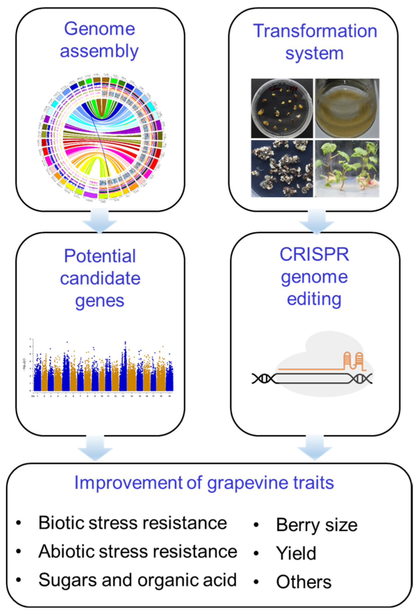 Horticulturae 10 00965 g005 Horticulturae 10 00965 g005