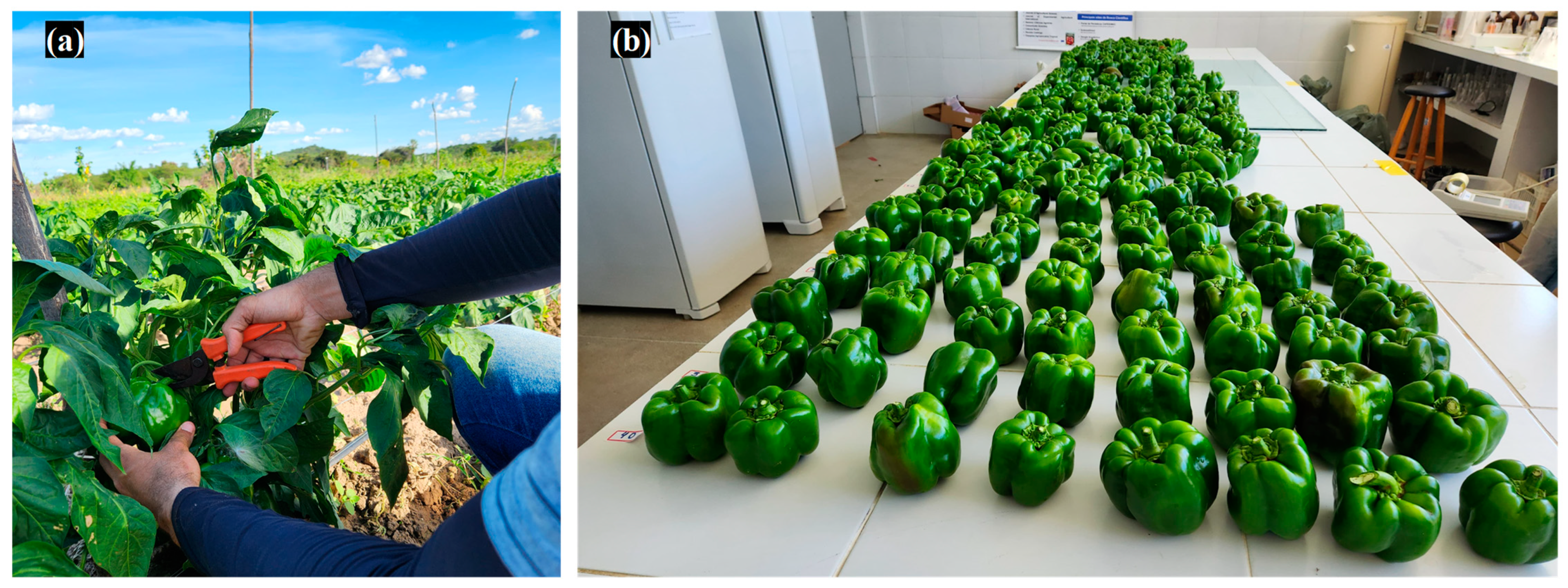 Horticulturae 10 00969 g0a3