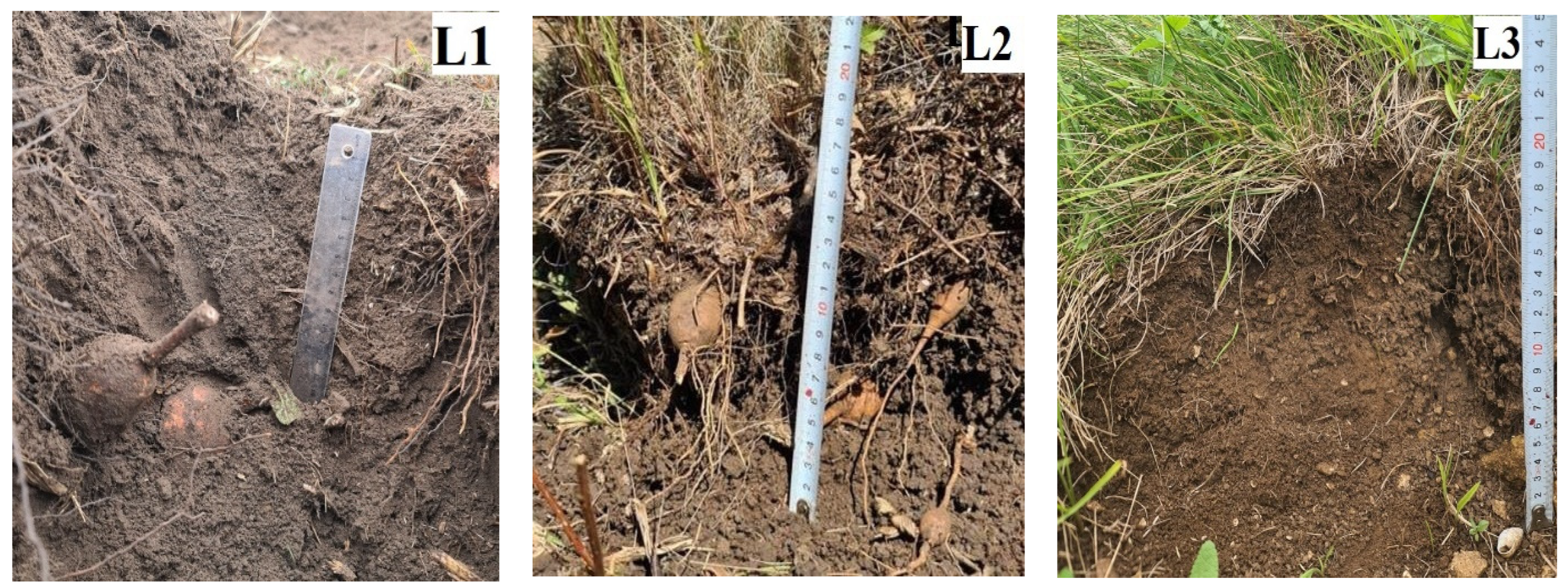 Horticulturae 10 00972 g003