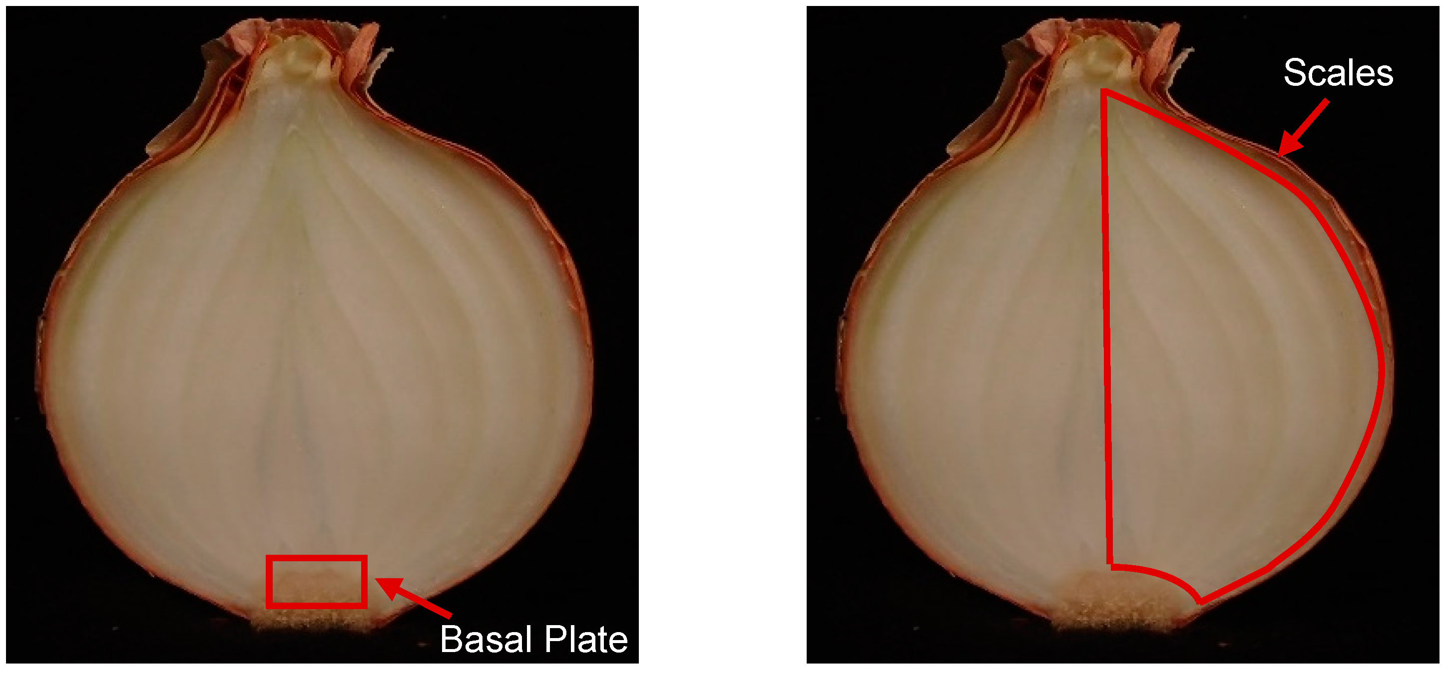 Horticulturae 10 00975 g0a2