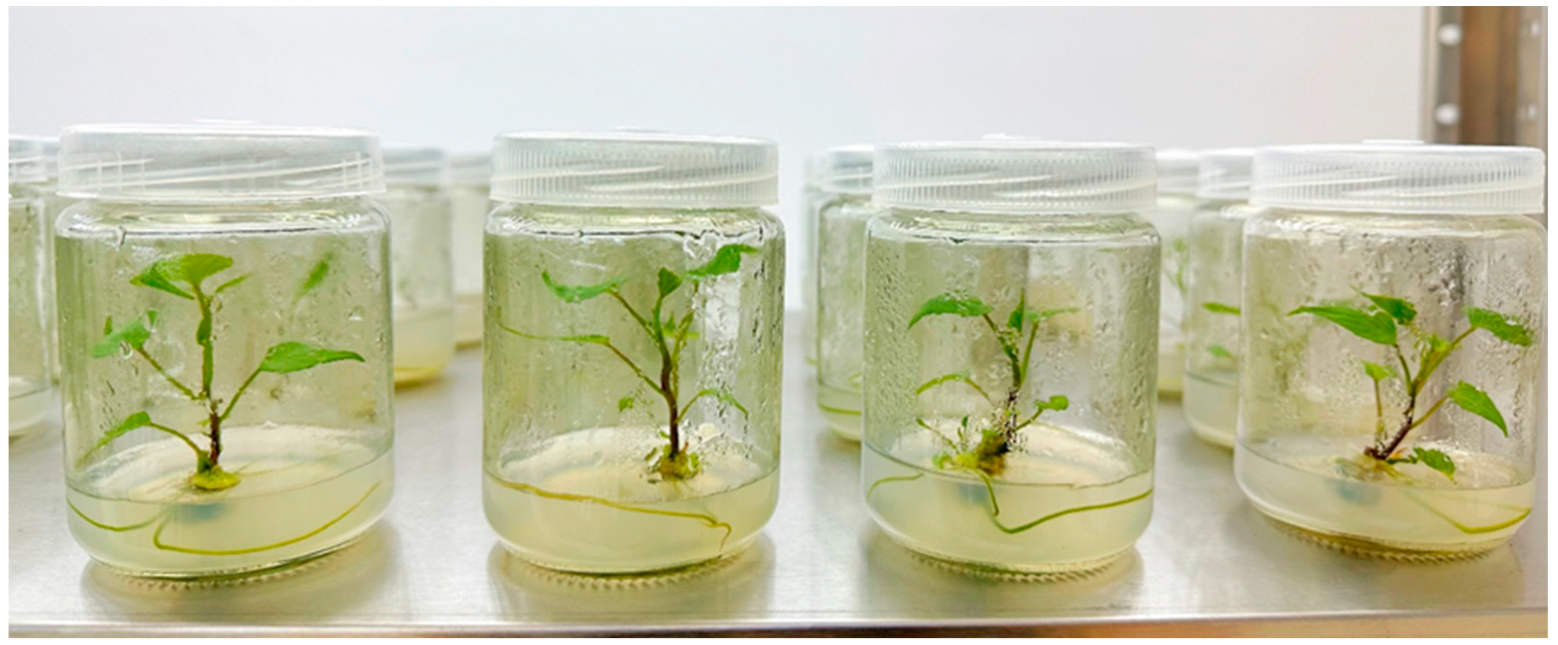 Horticulturae 10 00979 g002 Horticulturae 10 00979 g002