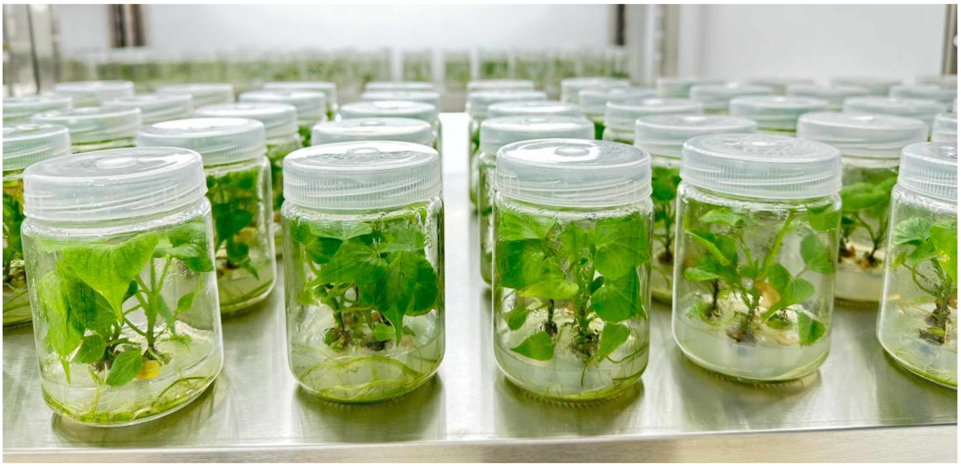 Horticulturae 10 00979 g003 Horticulturae 10 00979 g003