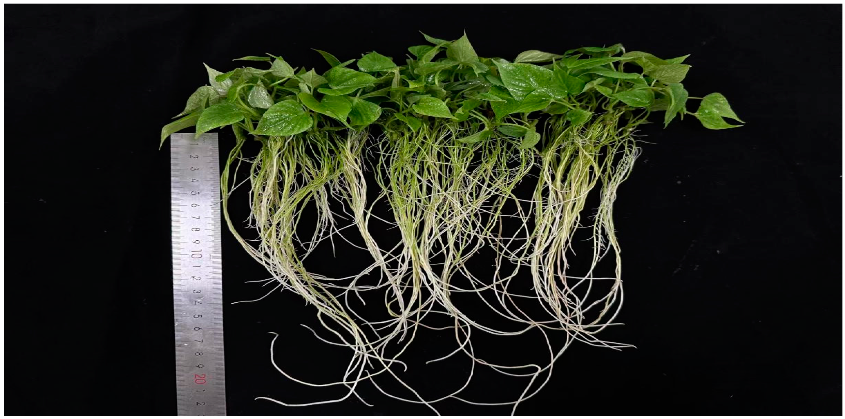 Horticulturae 10 00979 g004 Horticulturae 10 00979 g004