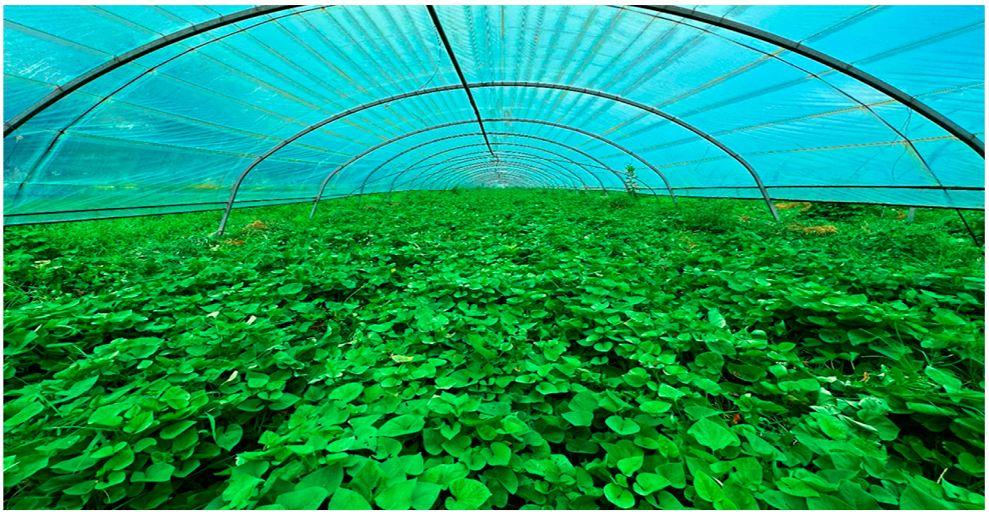 Horticulturae 10 00979 g006 Horticulturae 10 00979 g006