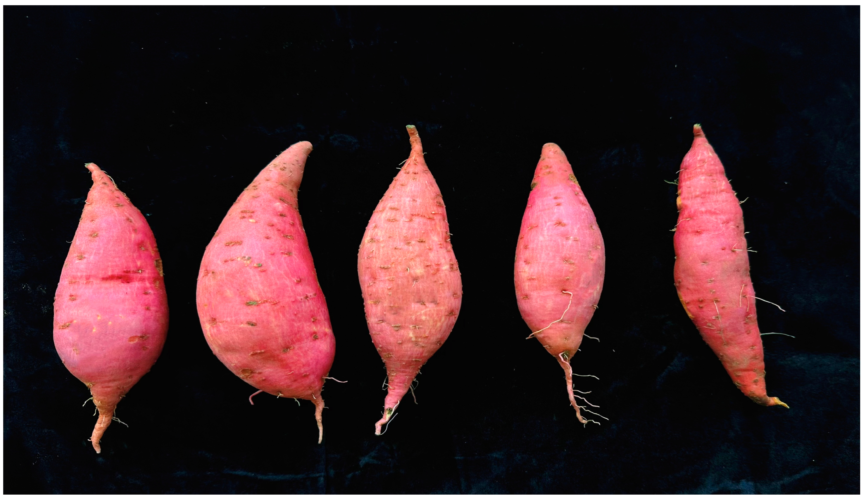 Horticulturae 10 00979 g007 Horticulturae 10 00979 g007