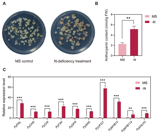 Transcriptome Analysis Identified PyNAC42 as a Positive