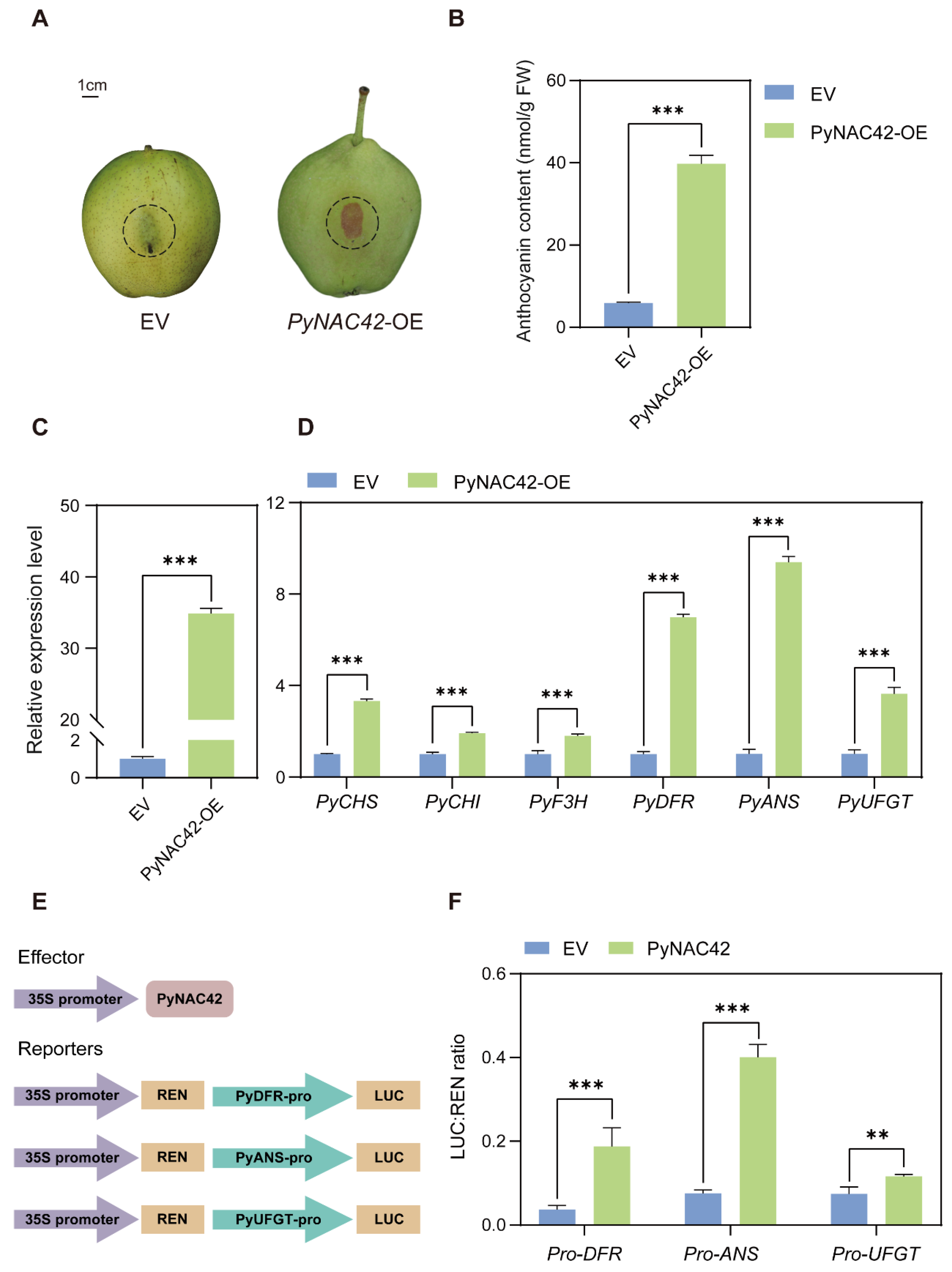 Transcriptome Analysis Identified PyNAC42 as a Positive