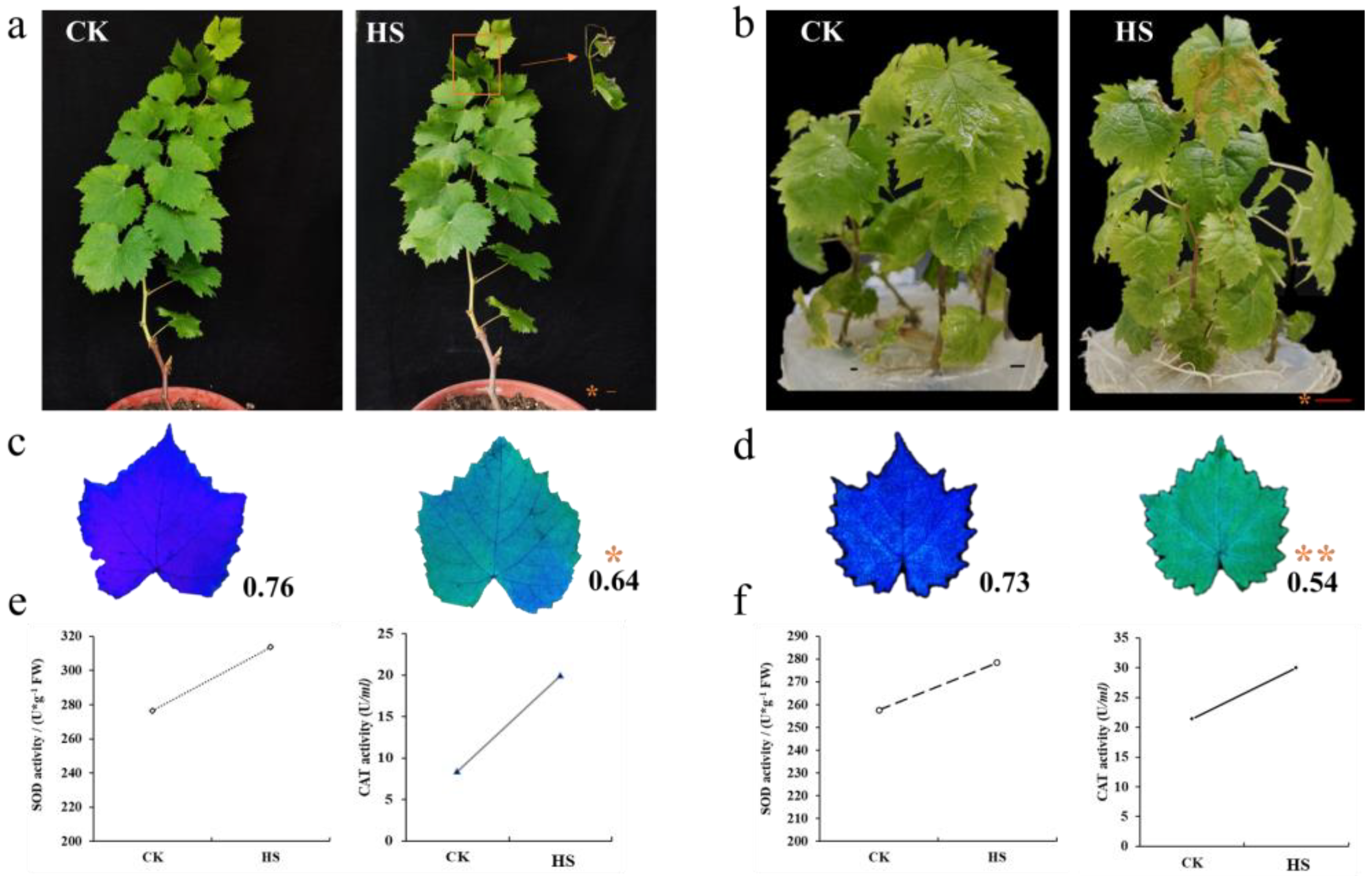 Horticulturae 10 00983 g001