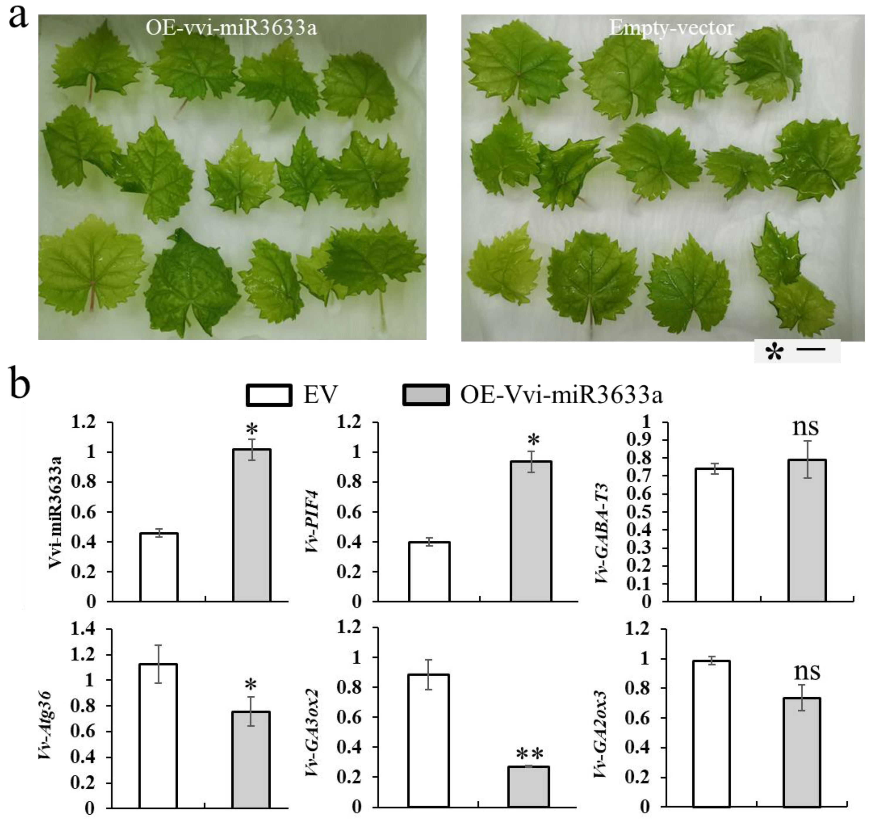 Horticulturae 10 00983 g005