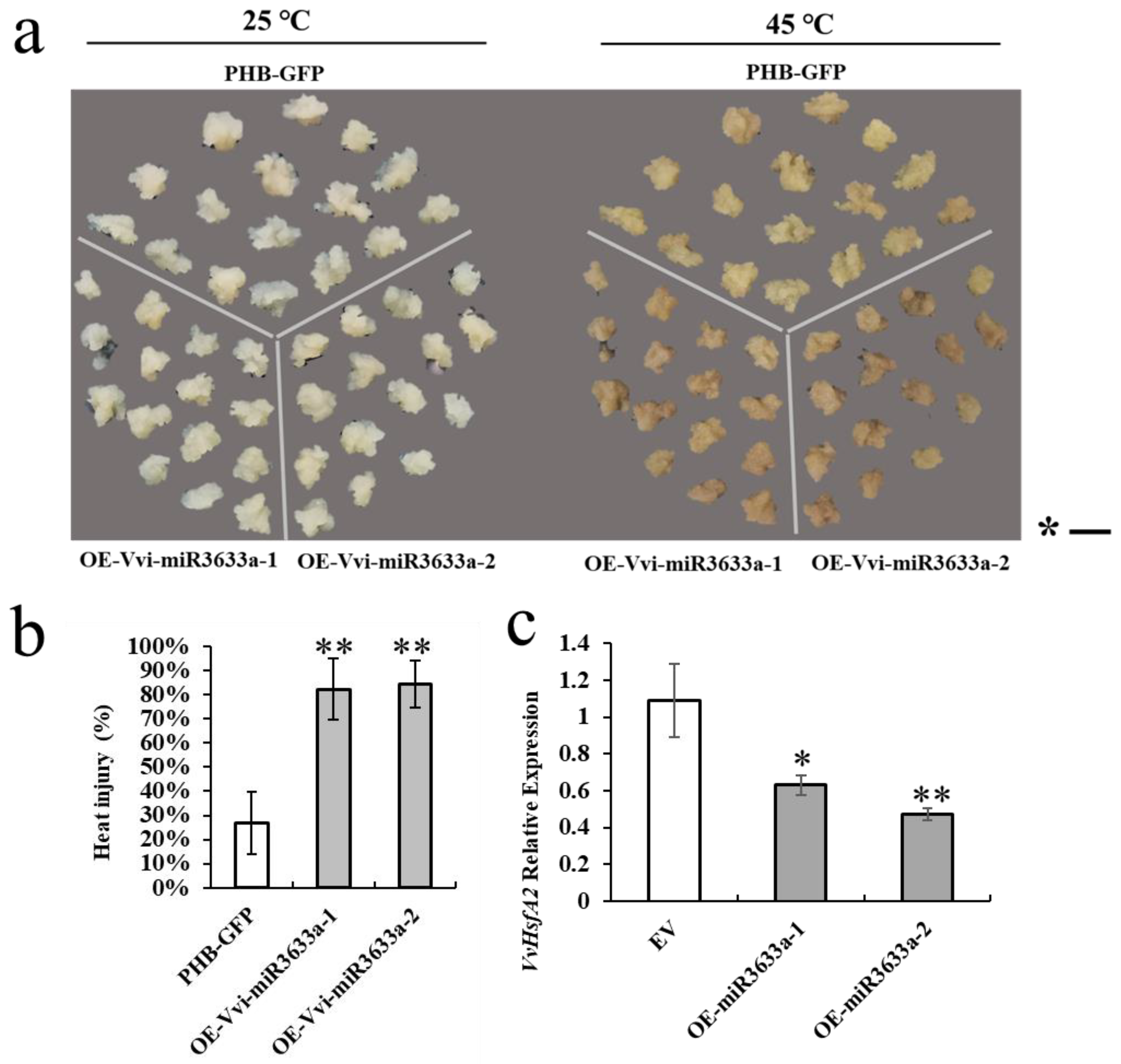 Horticulturae 10 00983 g006