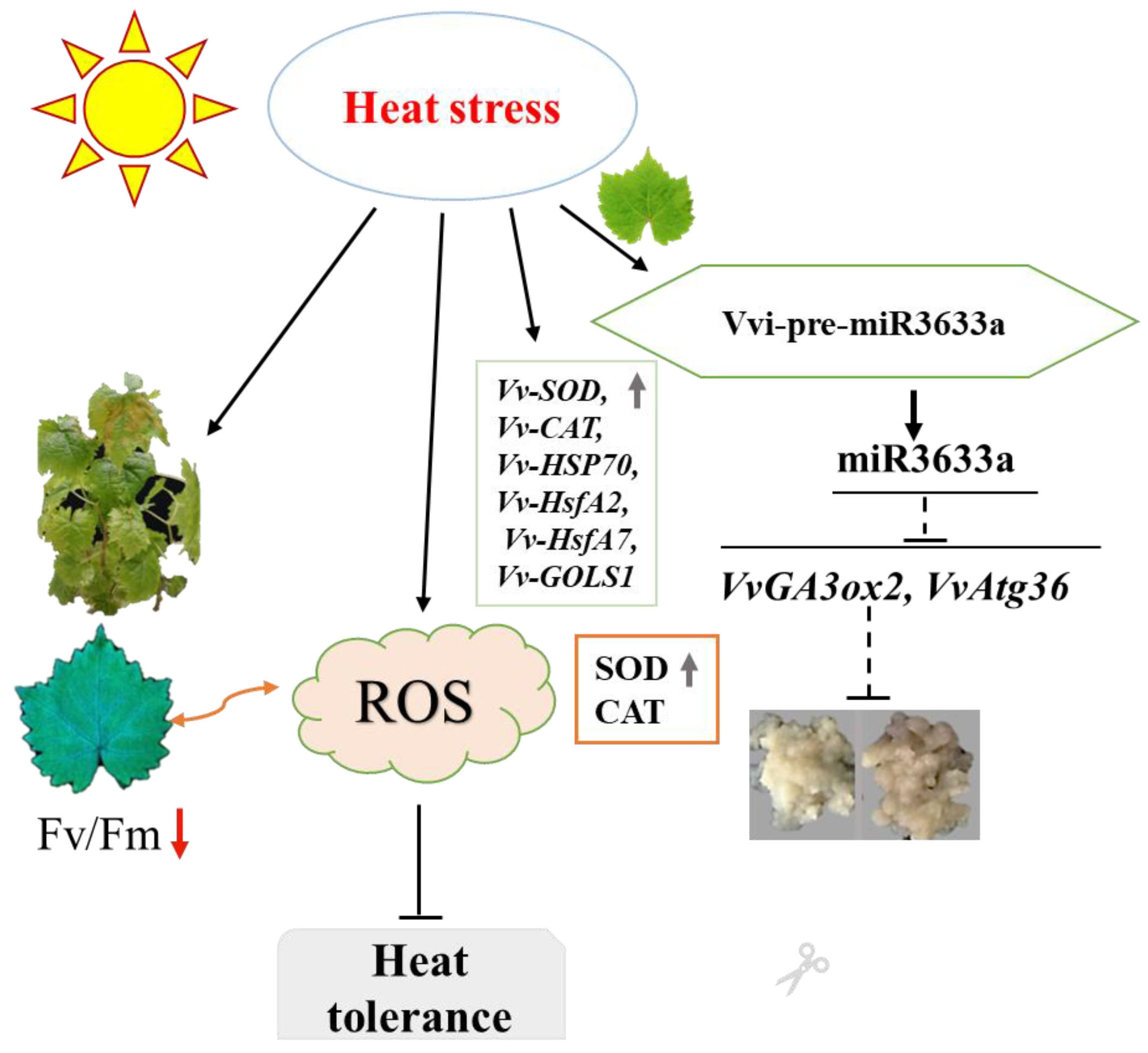 Horticulturae 10 00983 g007